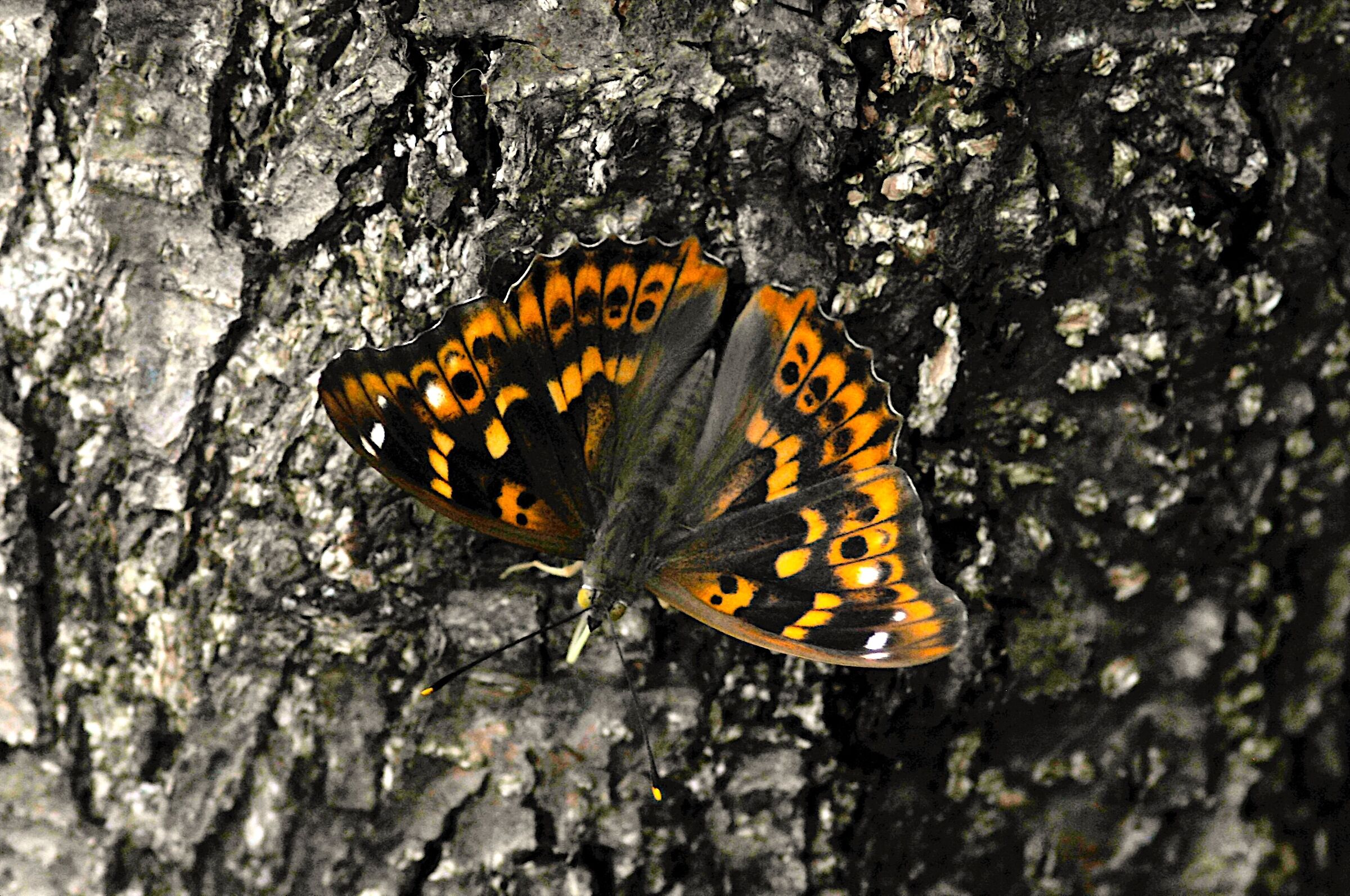 Apatura ilia