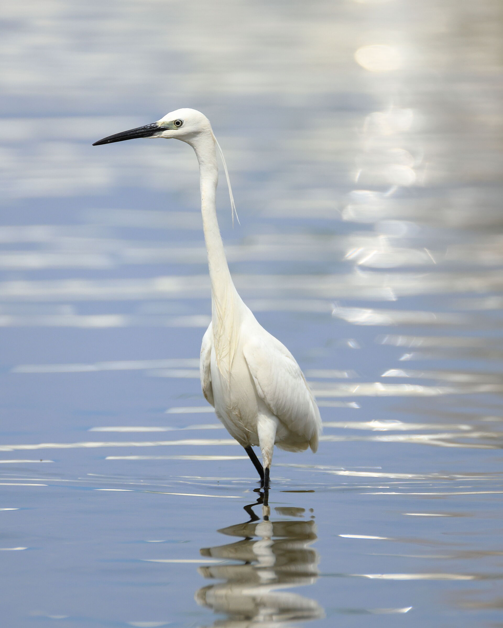Little Egret