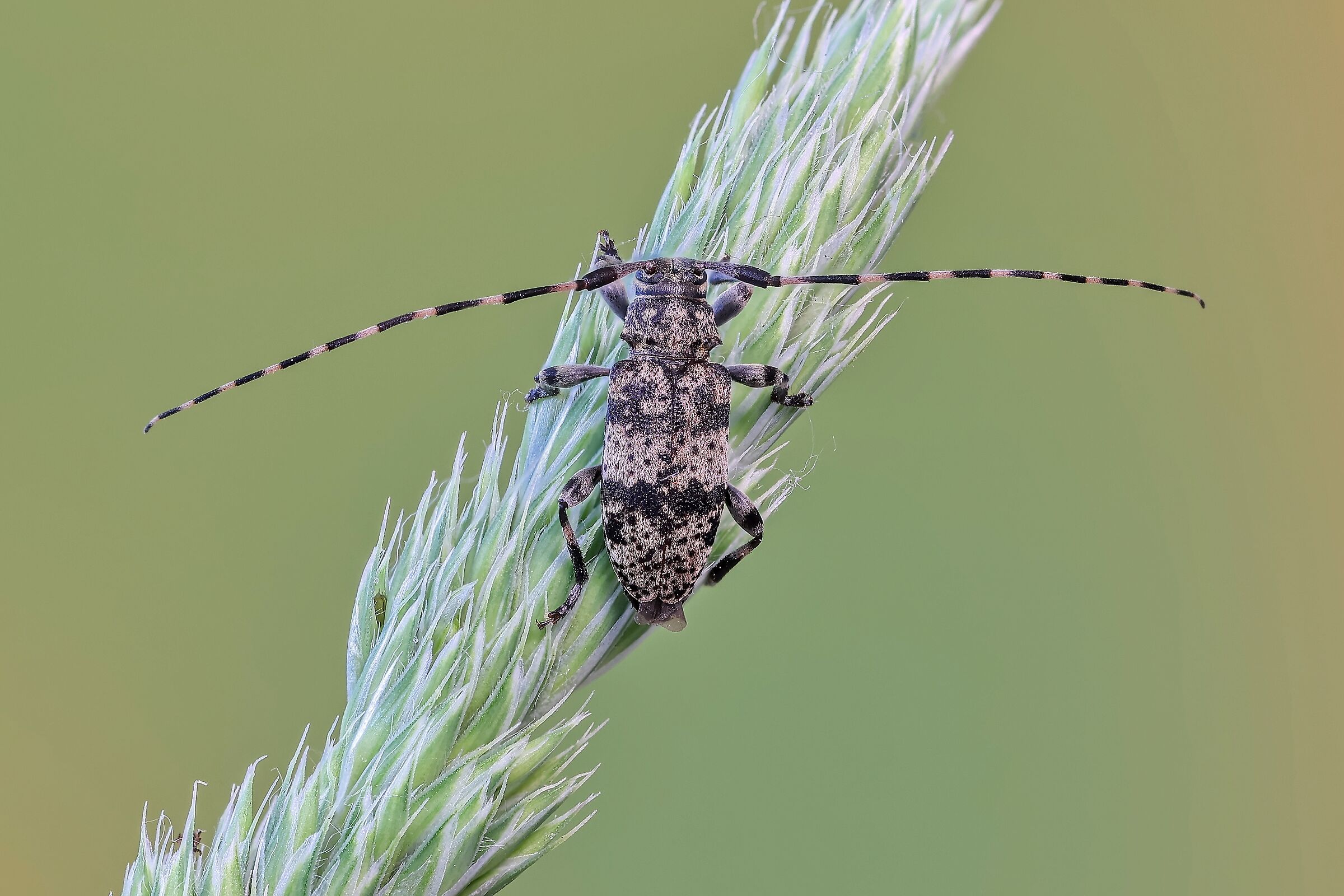 Leiopus nebulosus