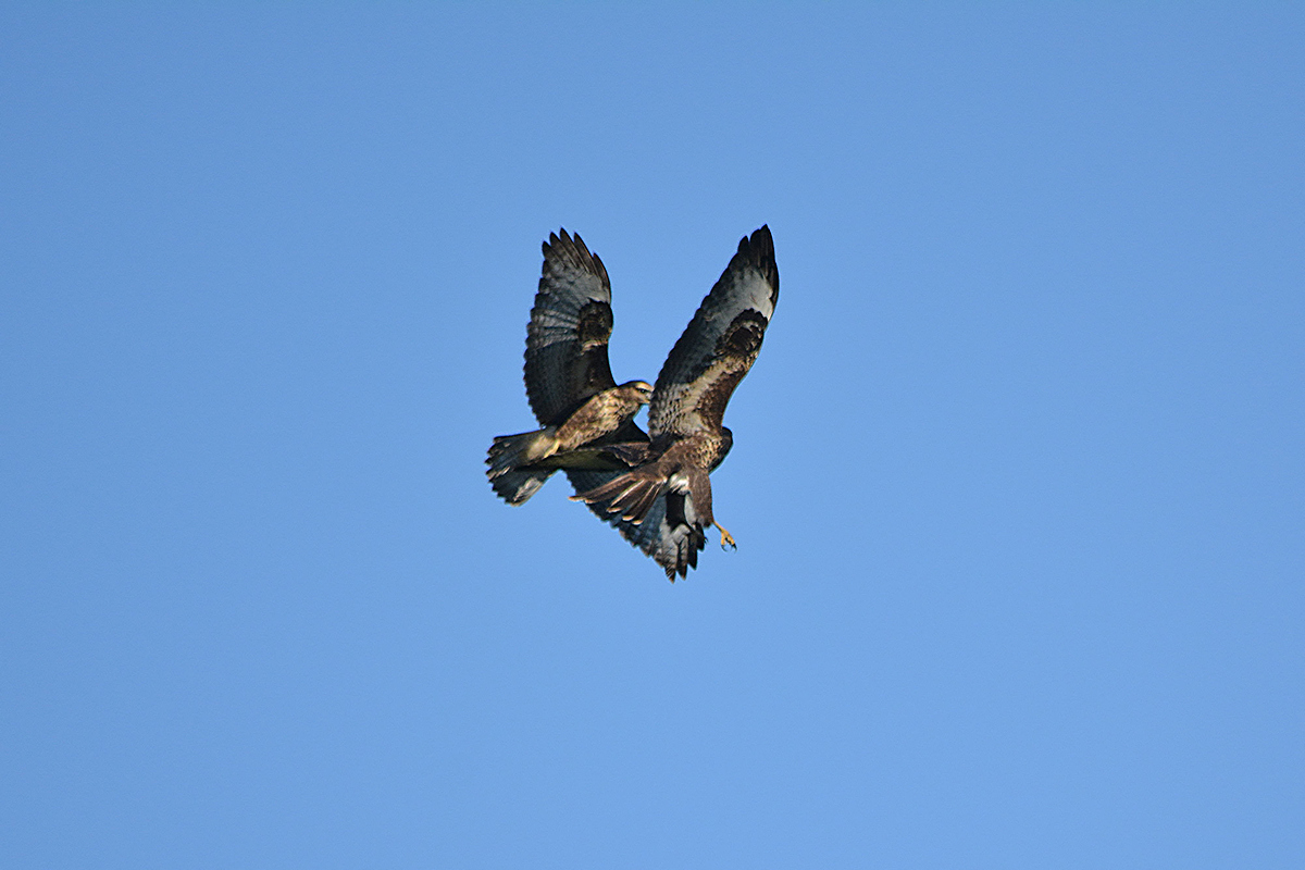 buzzards "playing"