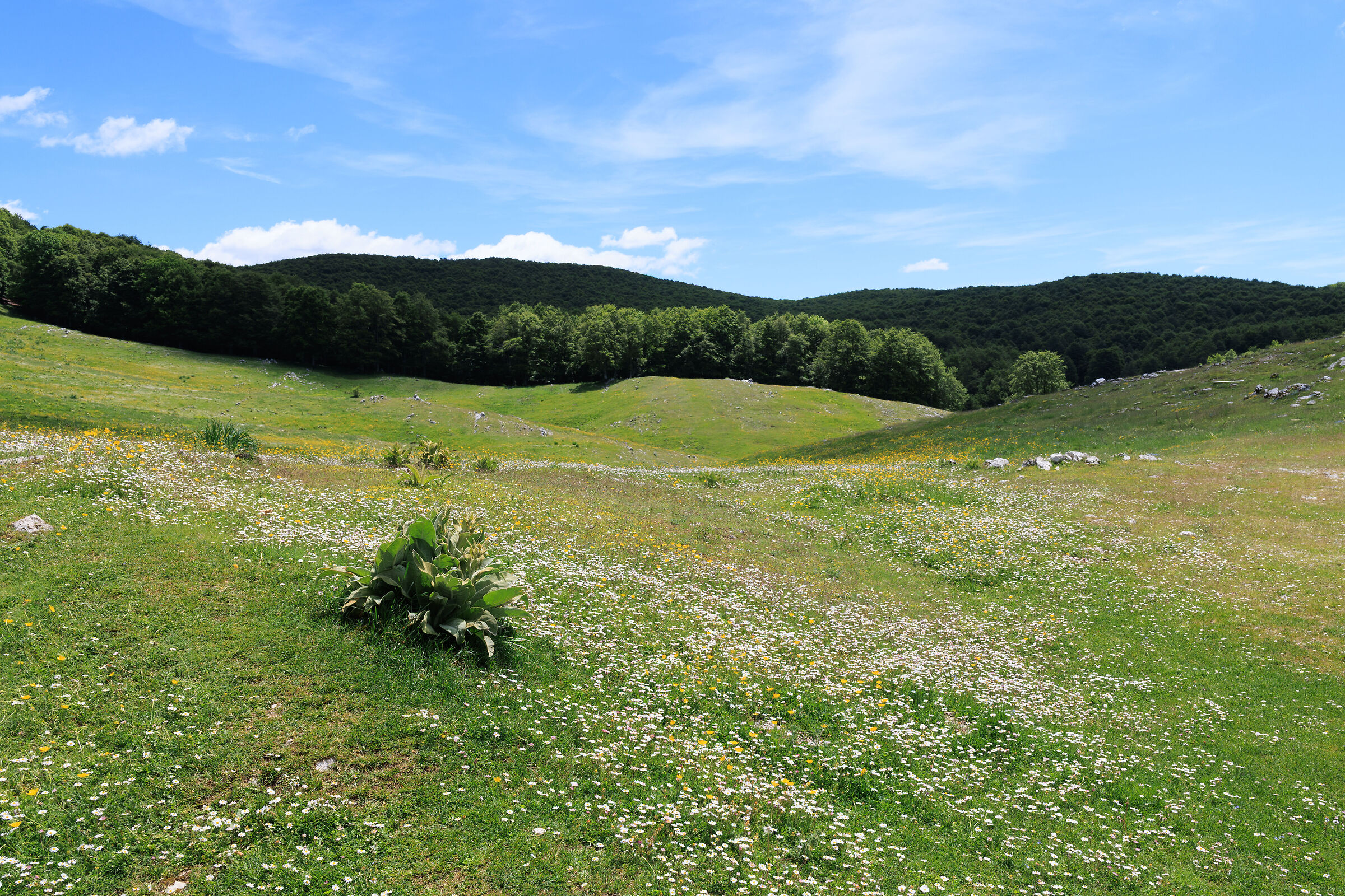 Tappeto di fiori