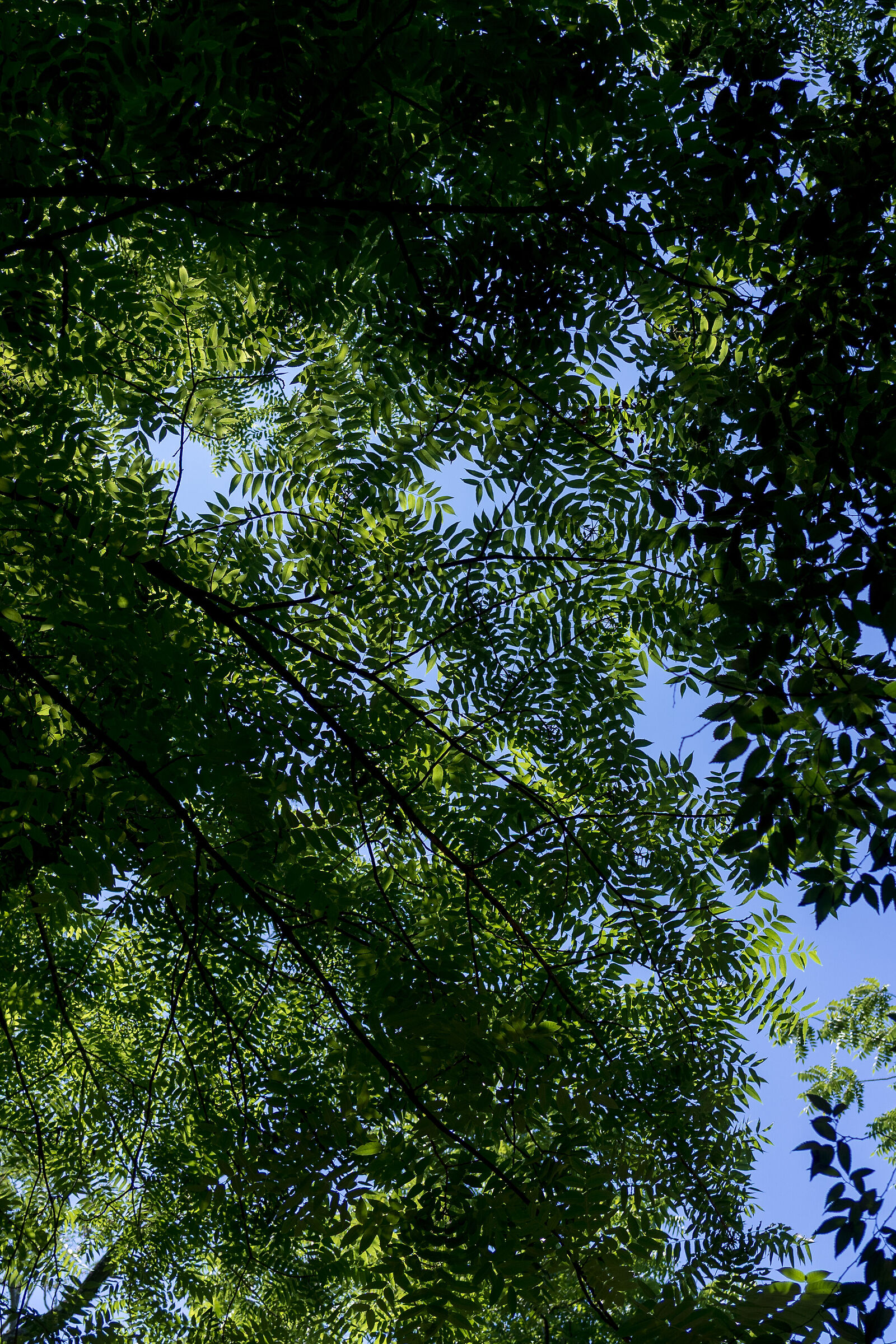 Caleidoscopio naturale