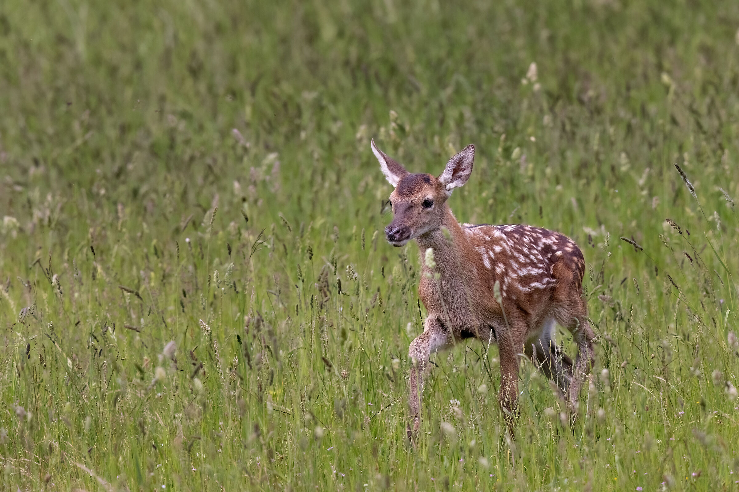 Cucciolo di cervo