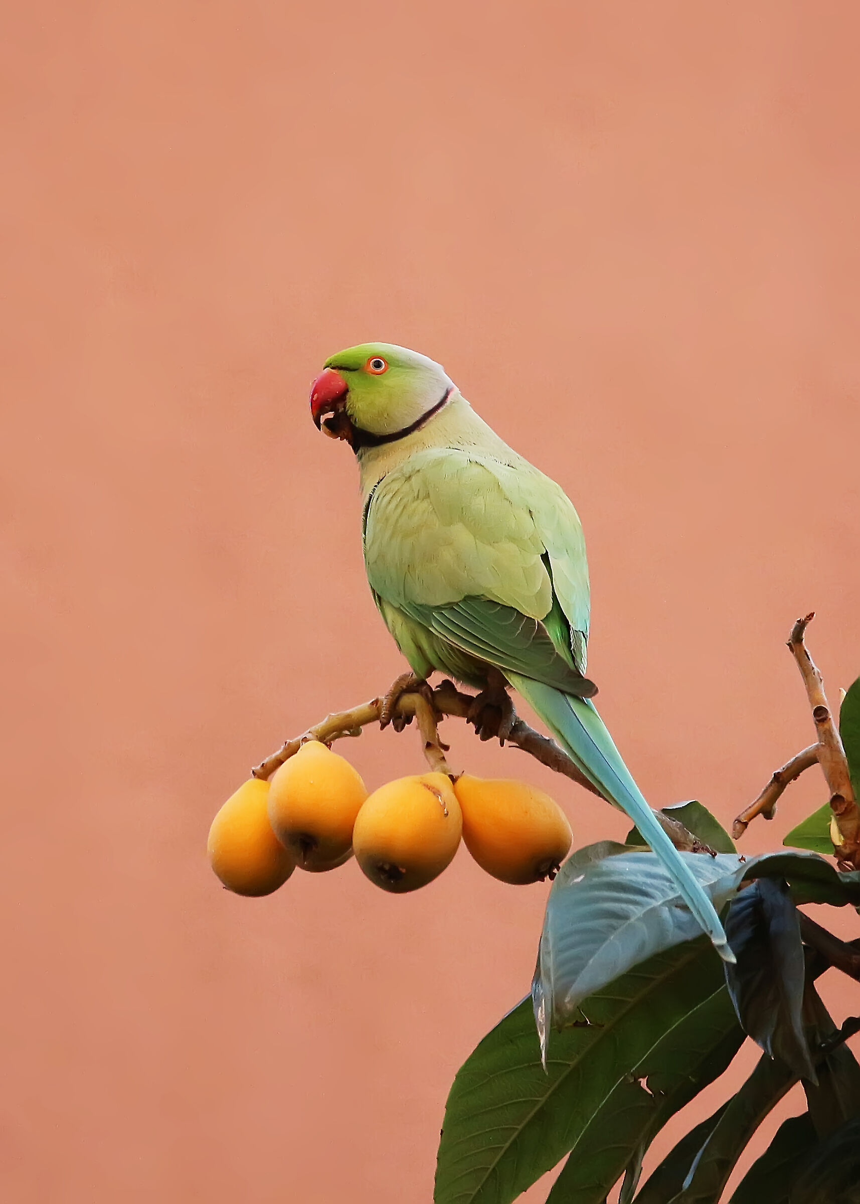 Parrocchetto dal collare (Psittacula krameri) (2 foto)
