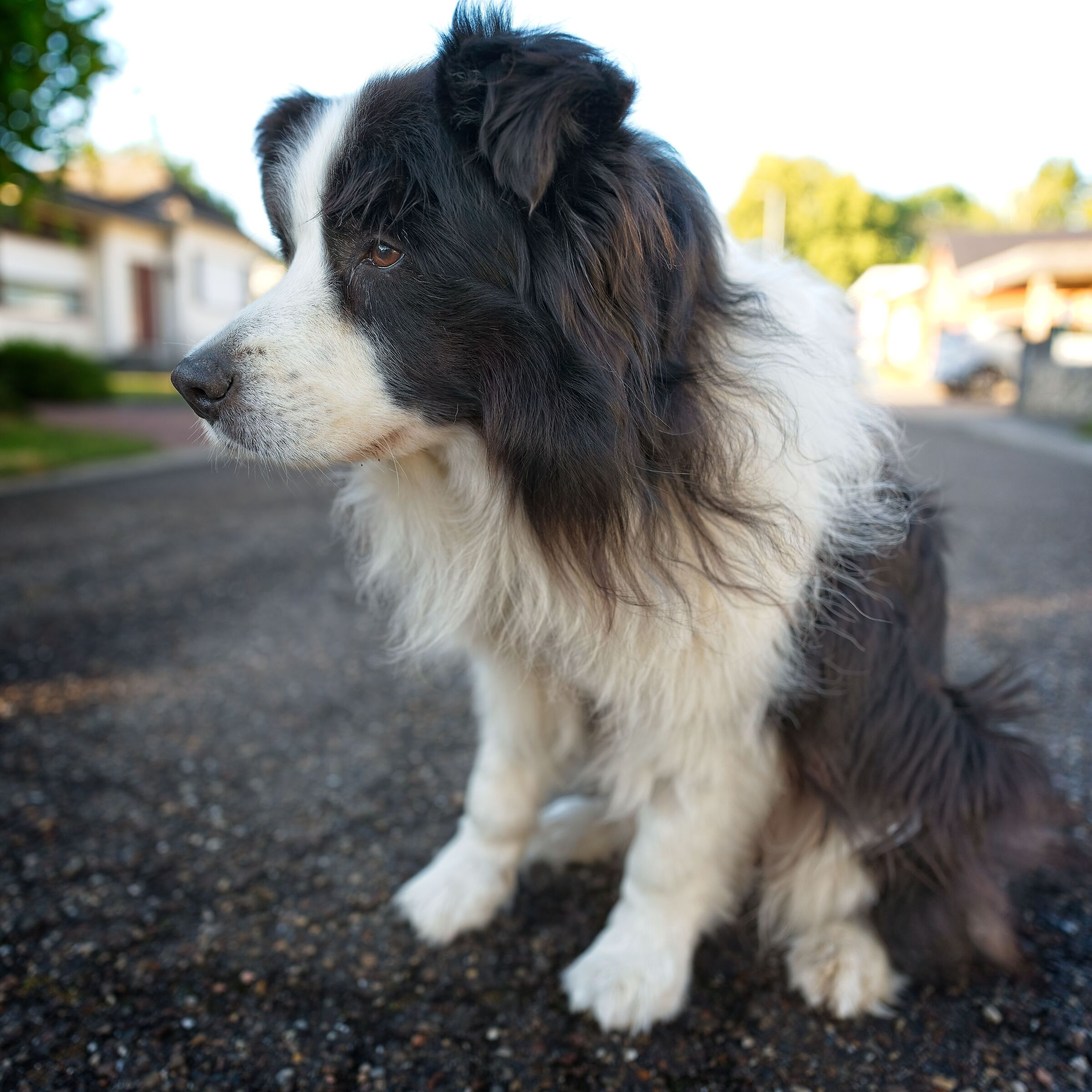 Il mio vecchio cane!