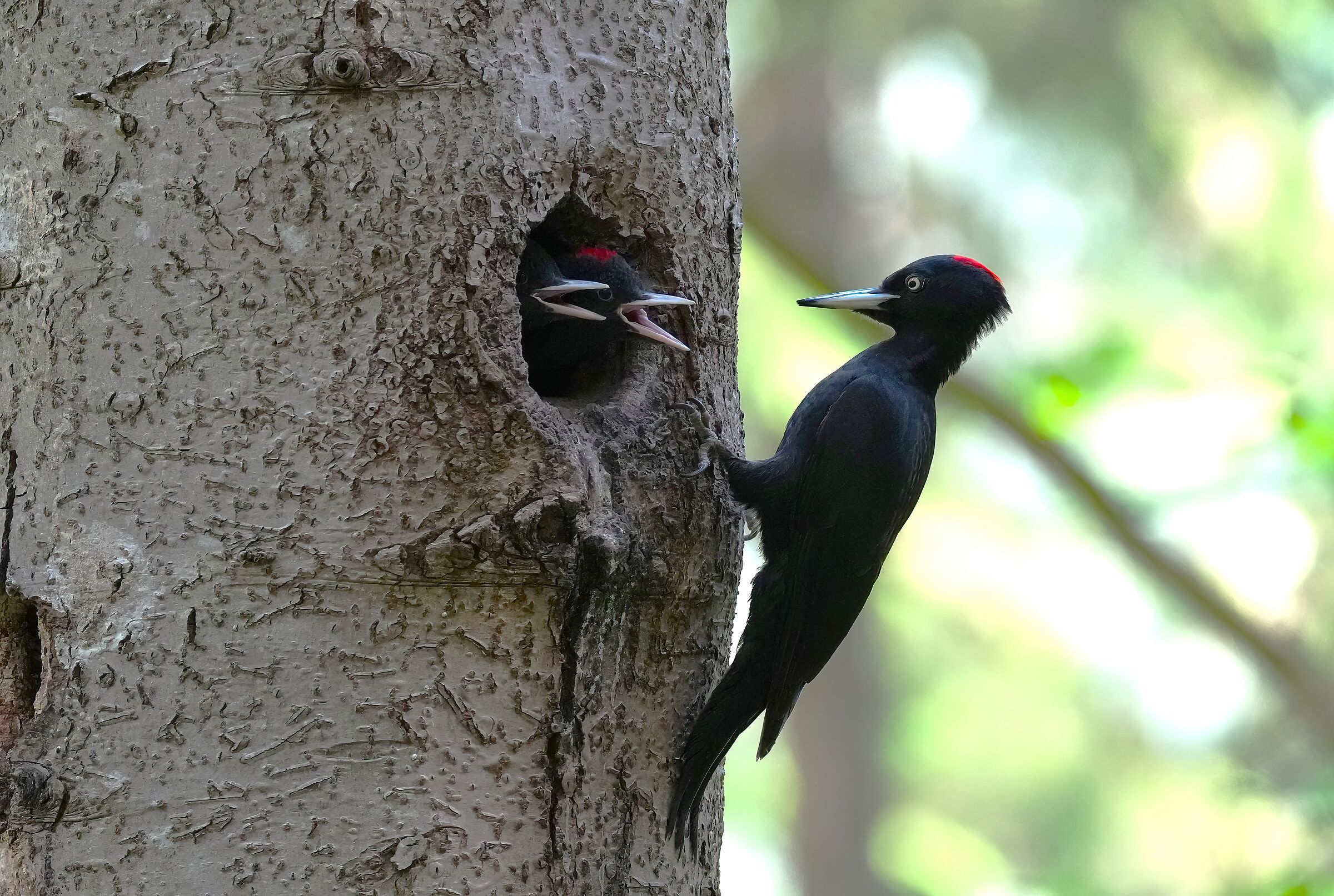 Mother woodpecker with chicks
