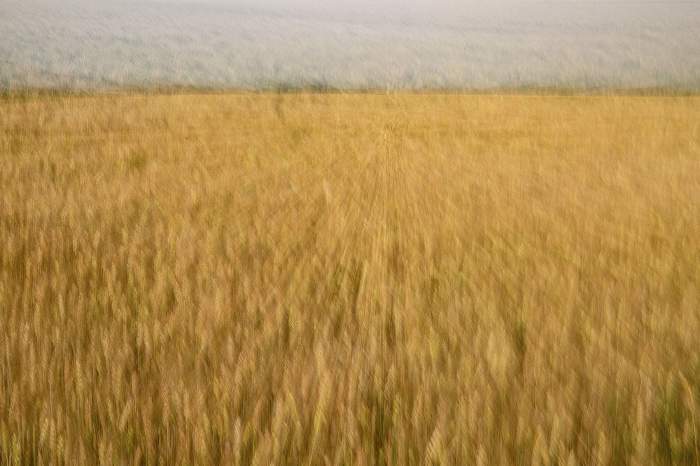 Tempesta di Grano