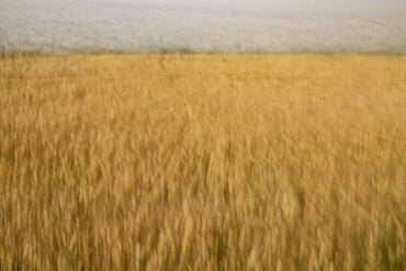 Campagna