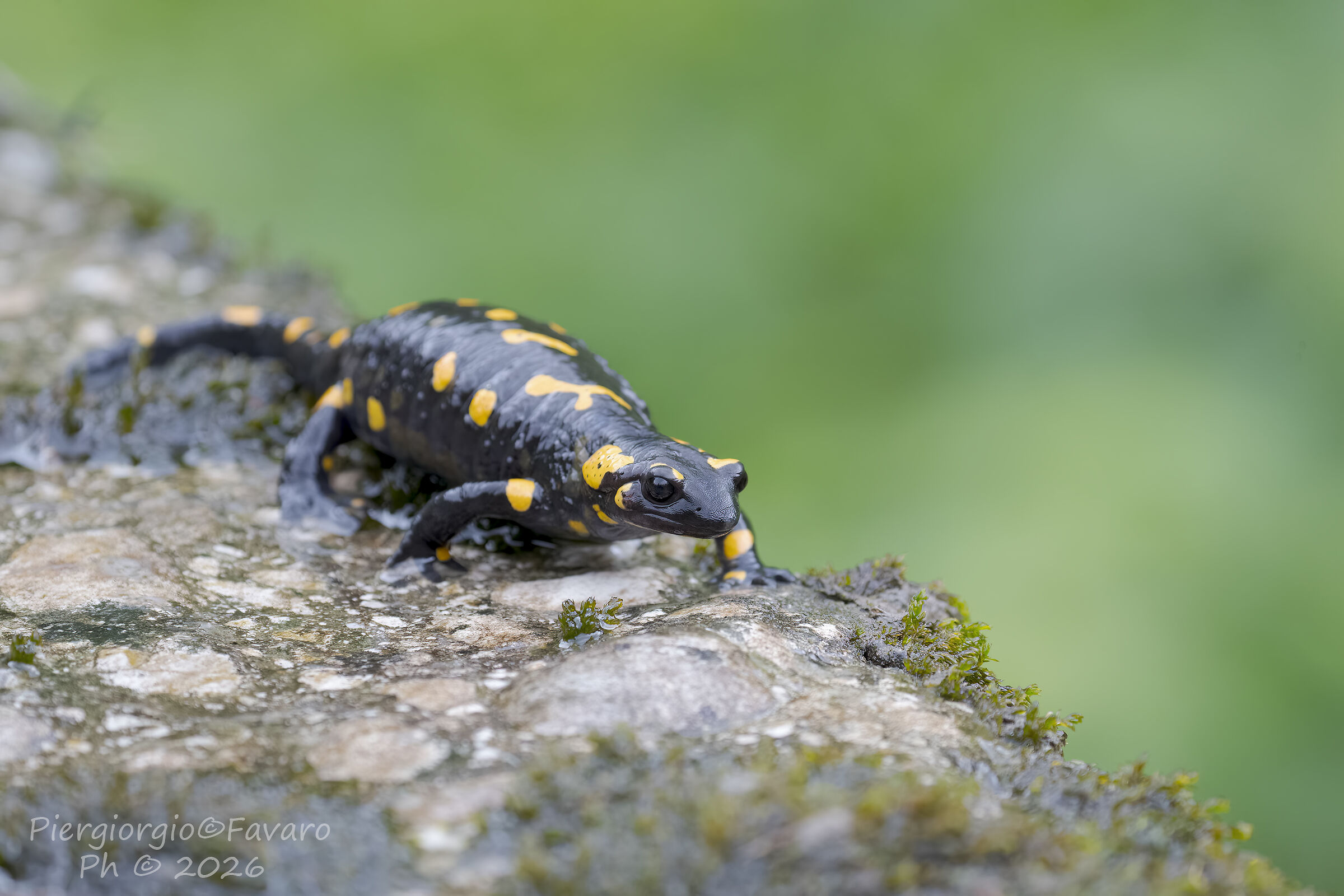 Salamandra Pezzata.