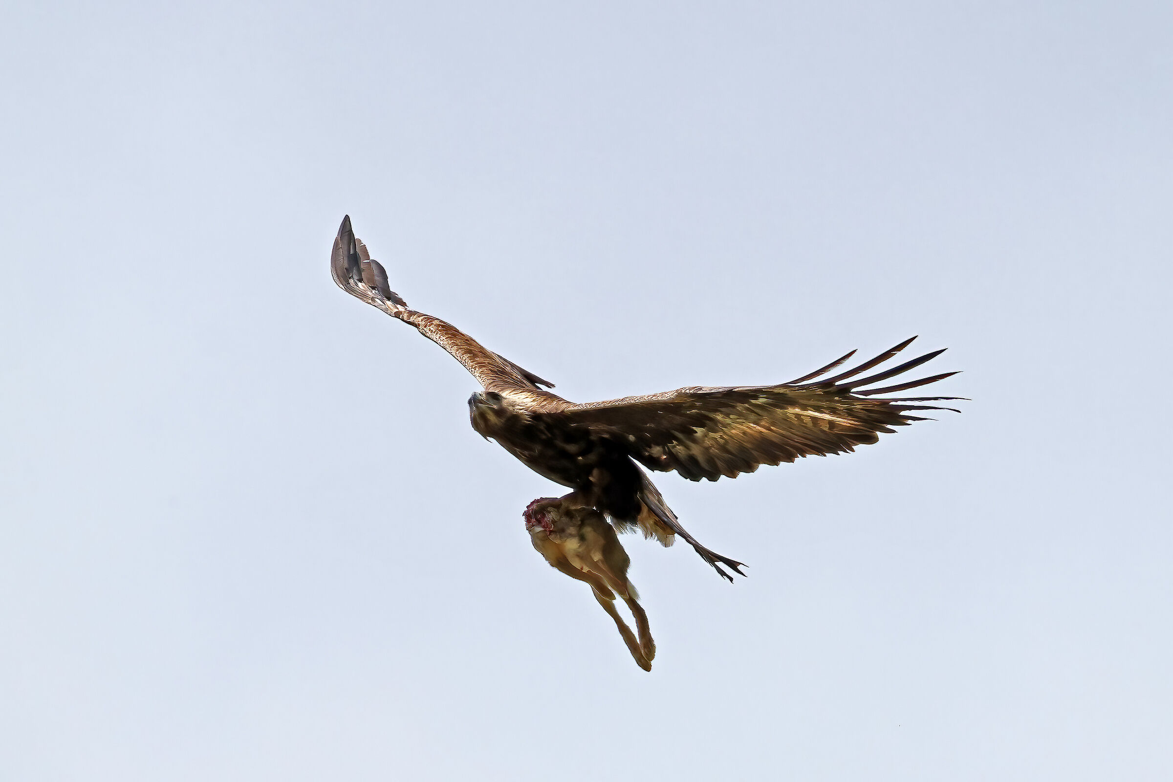 Aquila reale con preda