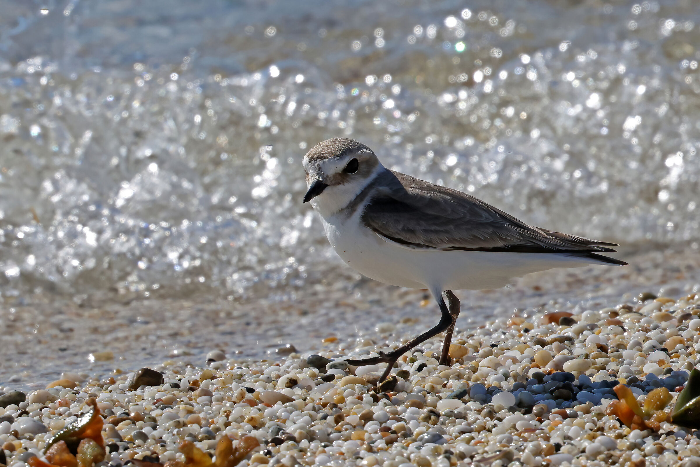 Fratino