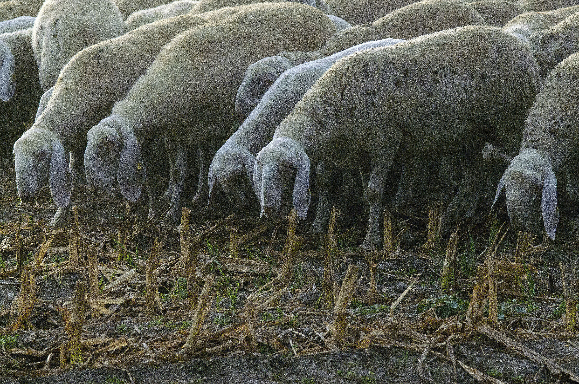 Pecore al pascolo
