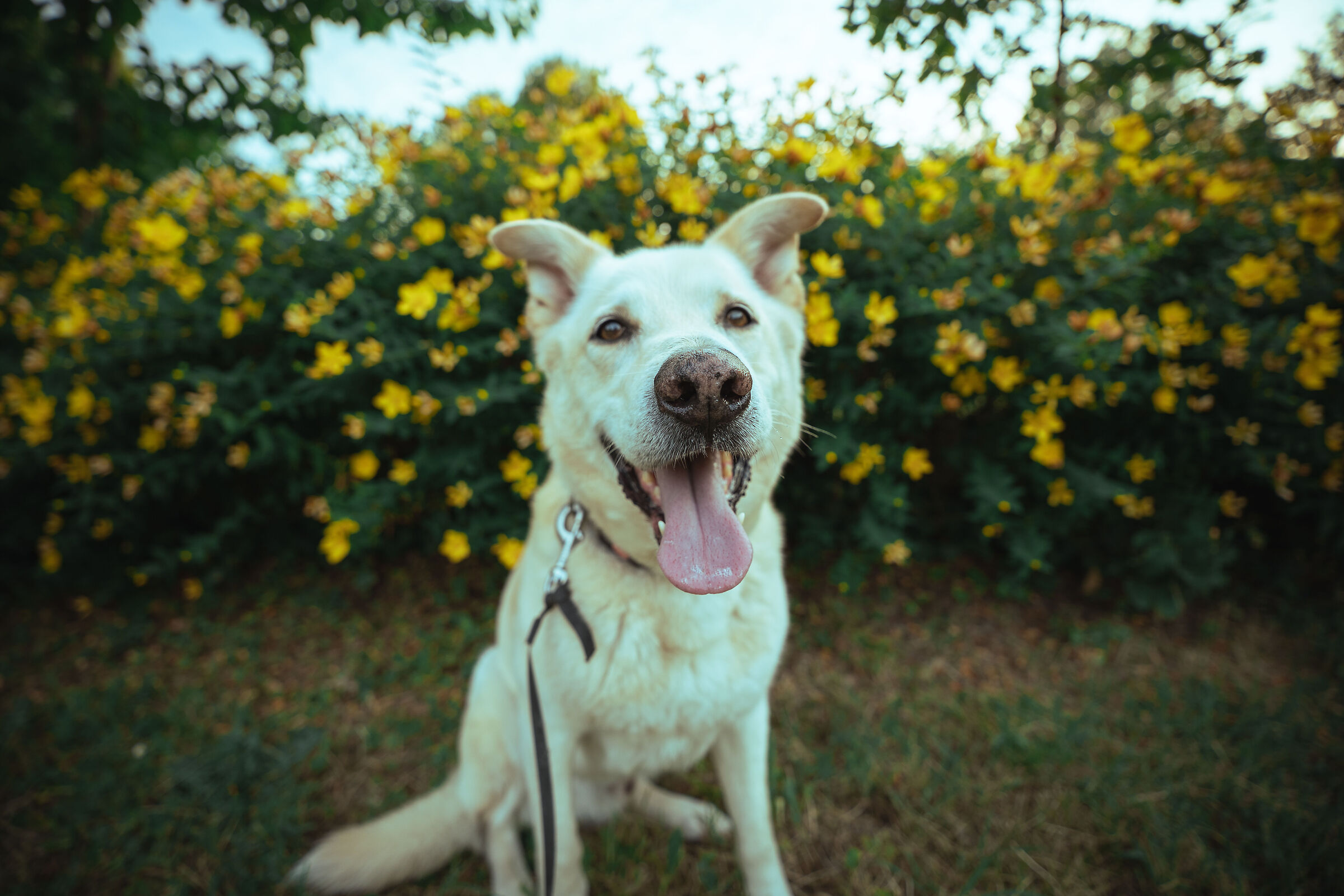 Happy walks