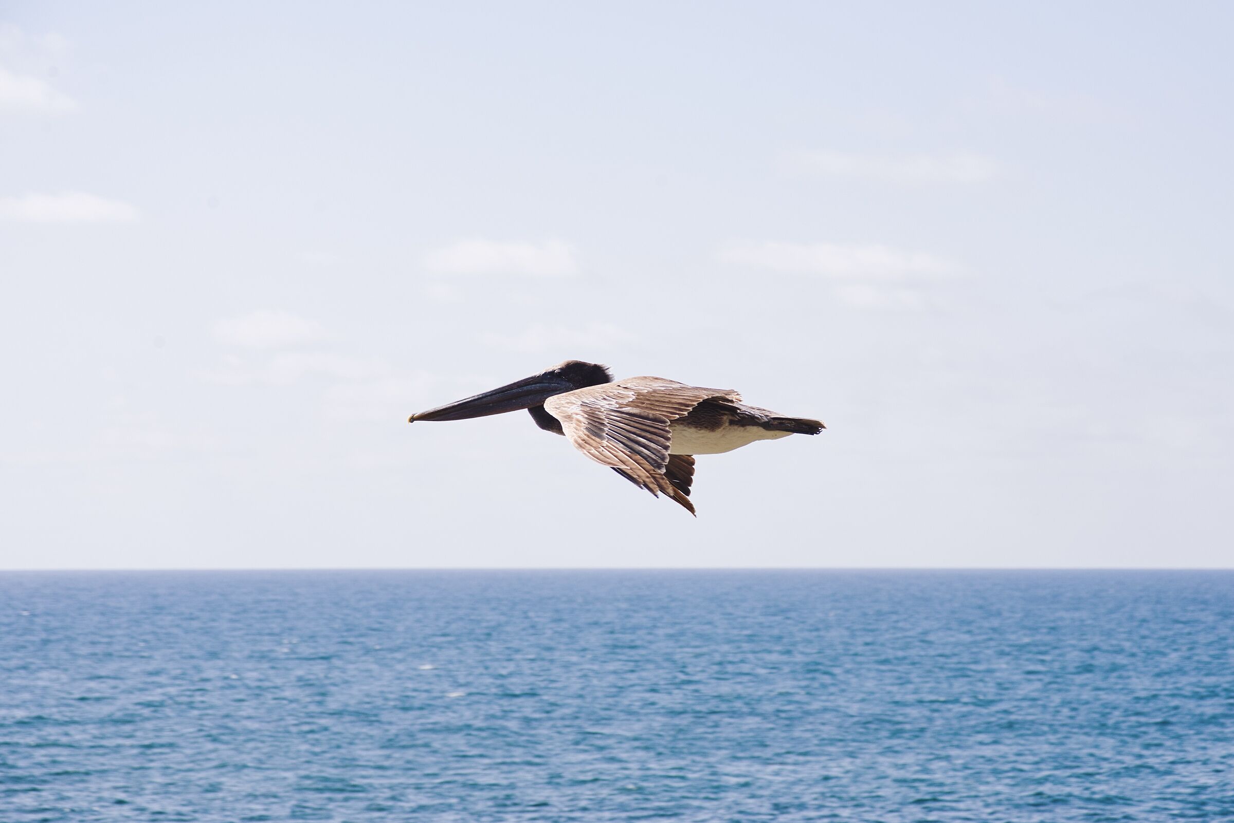 Pelican at La Jolla Cove