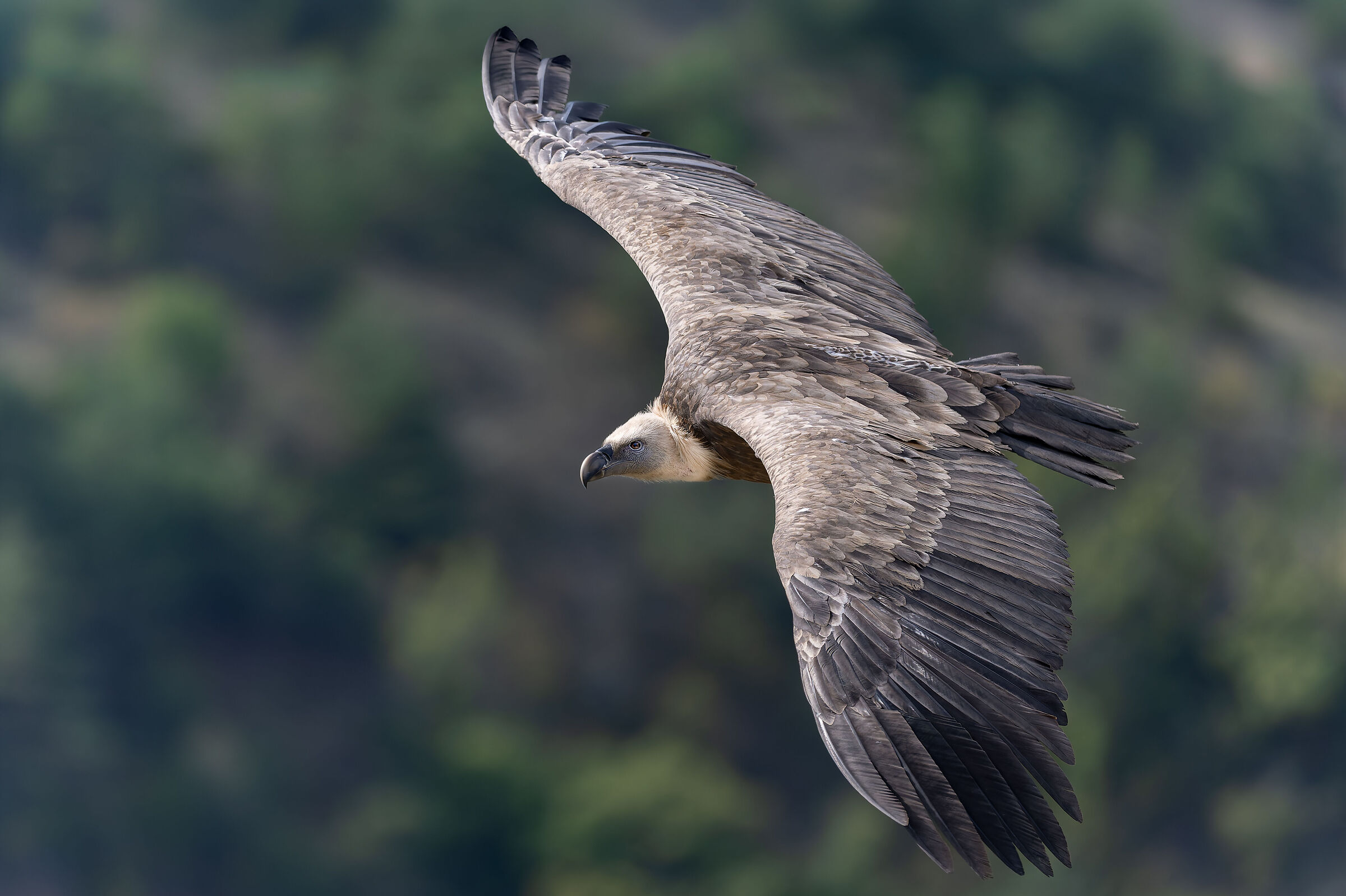 Griffin-Parc naturel régional des Baronnies Provençales