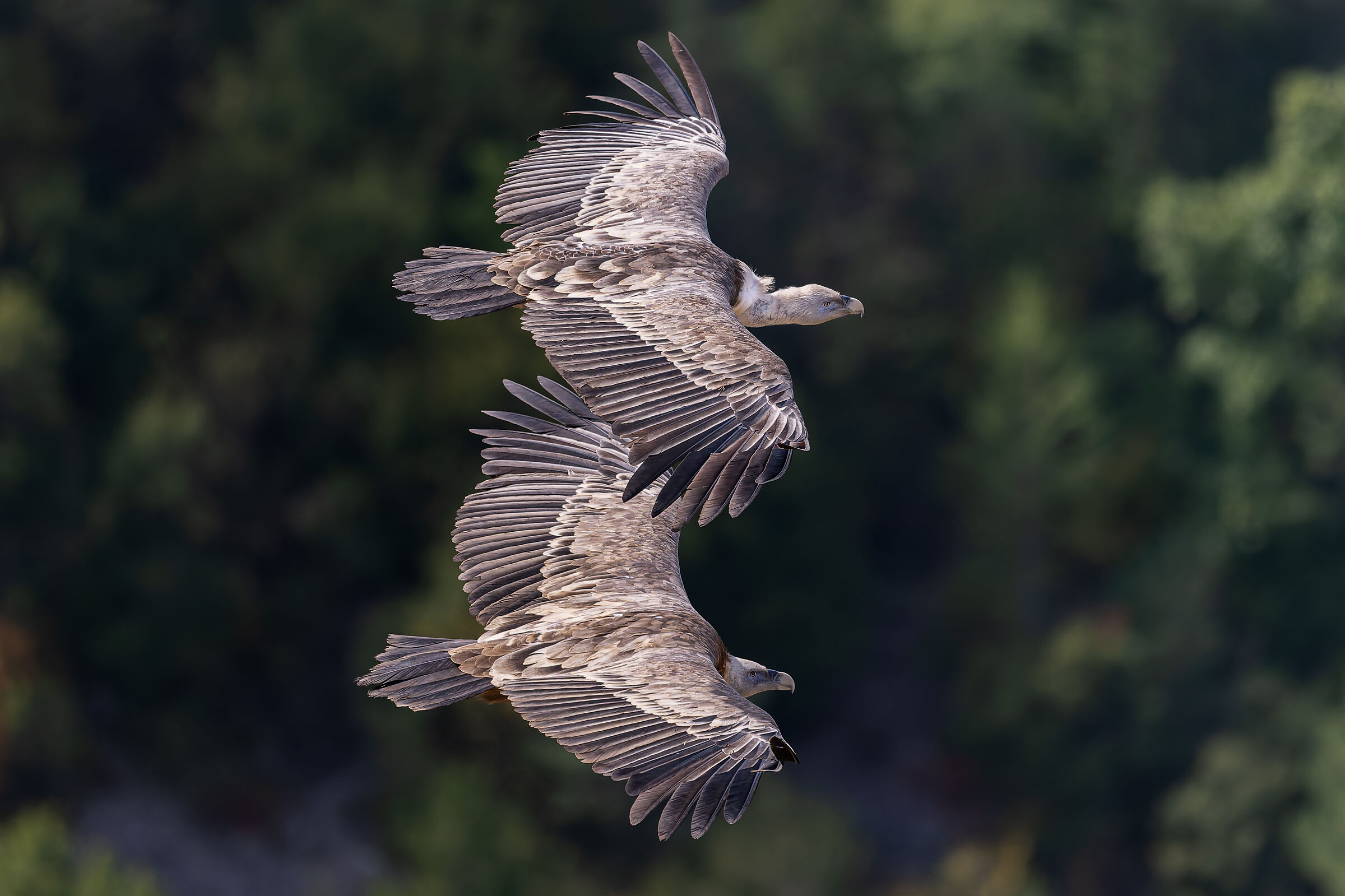 Griffin-Parc naturel régional des Baronnies Provençales