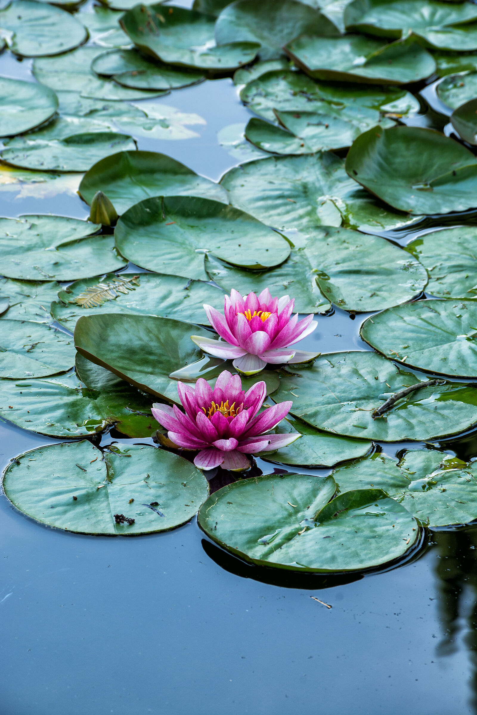 Le ninfee del giardino Sigurtà