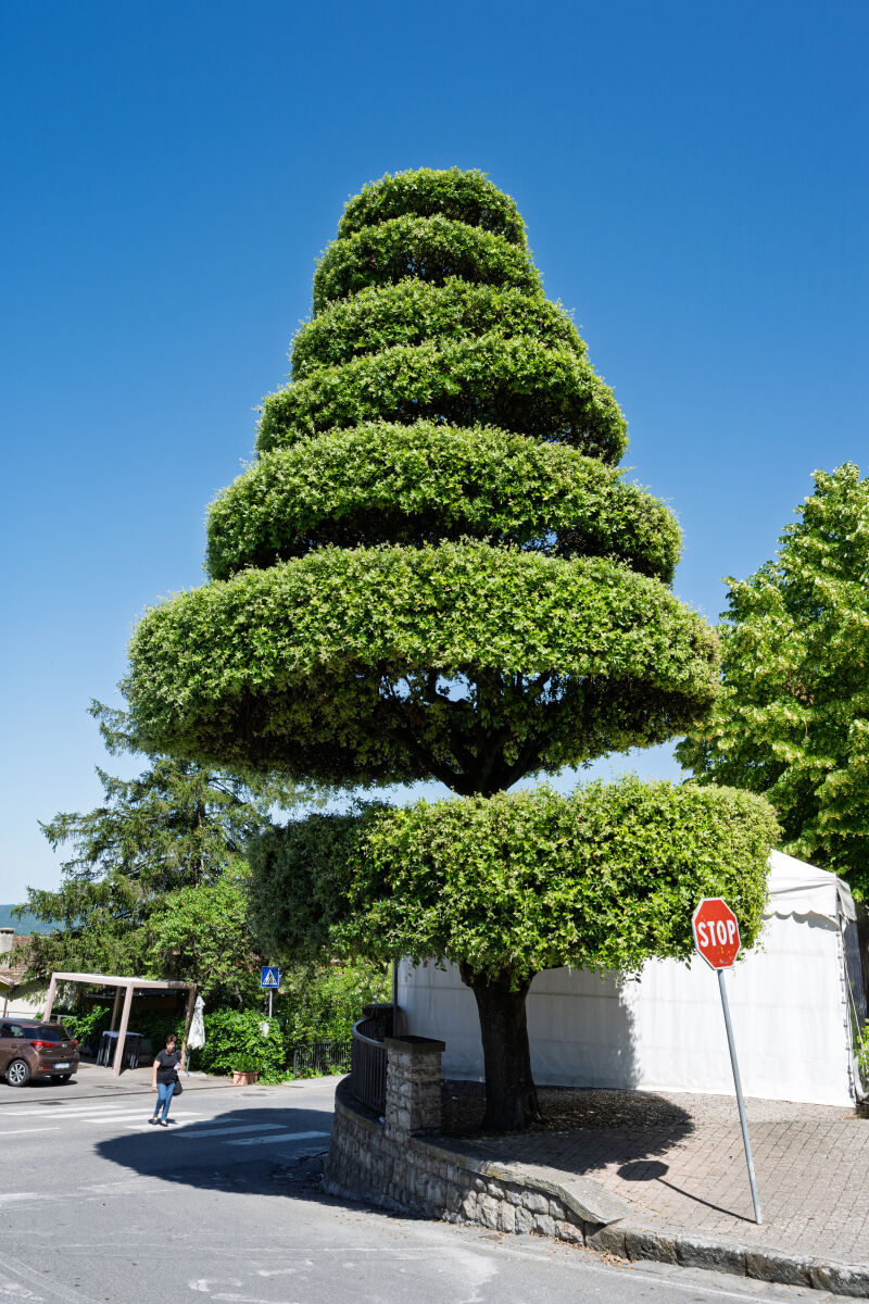 Lucignano Ar