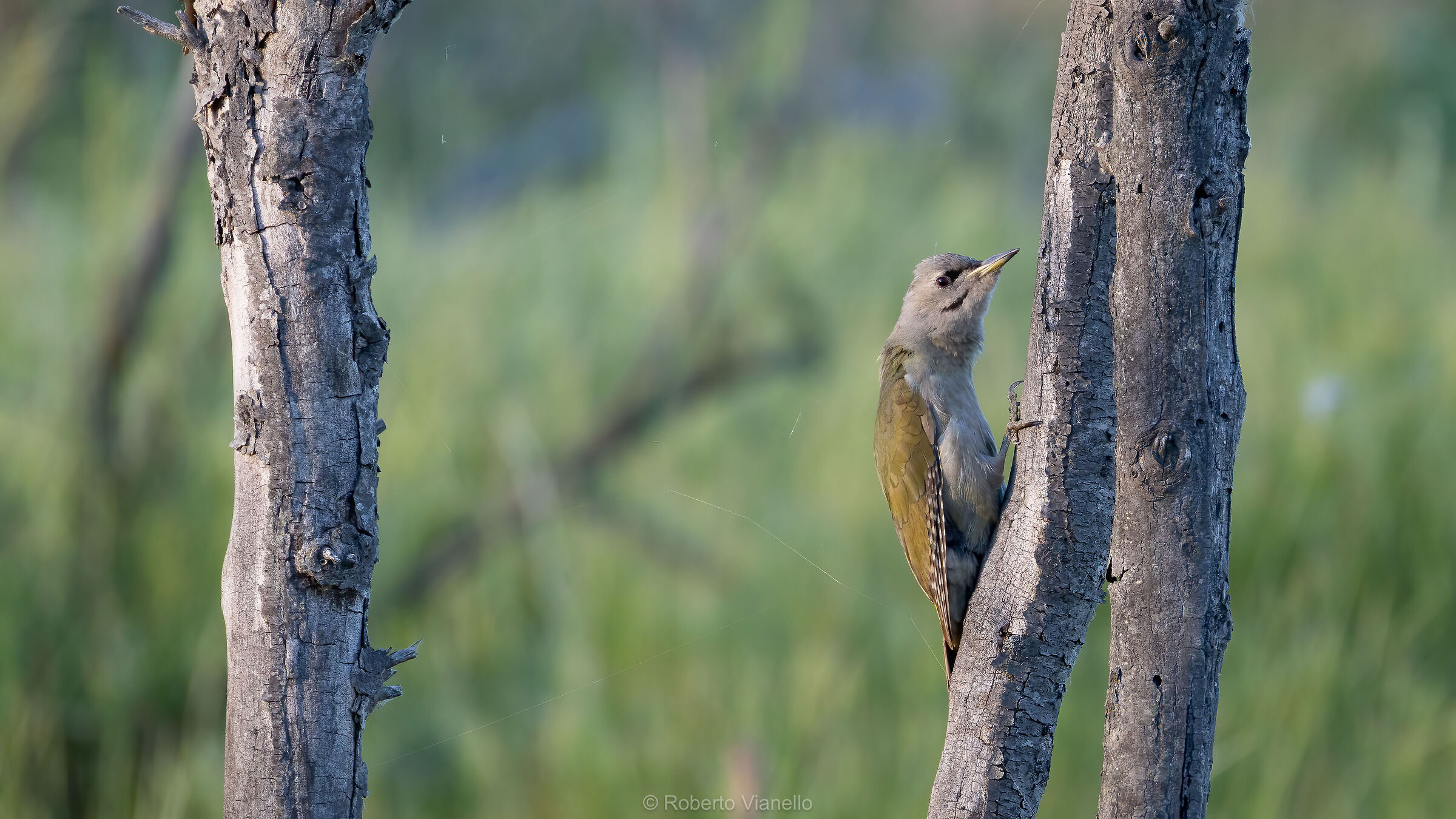 Grey woodpecker (Picus canus)