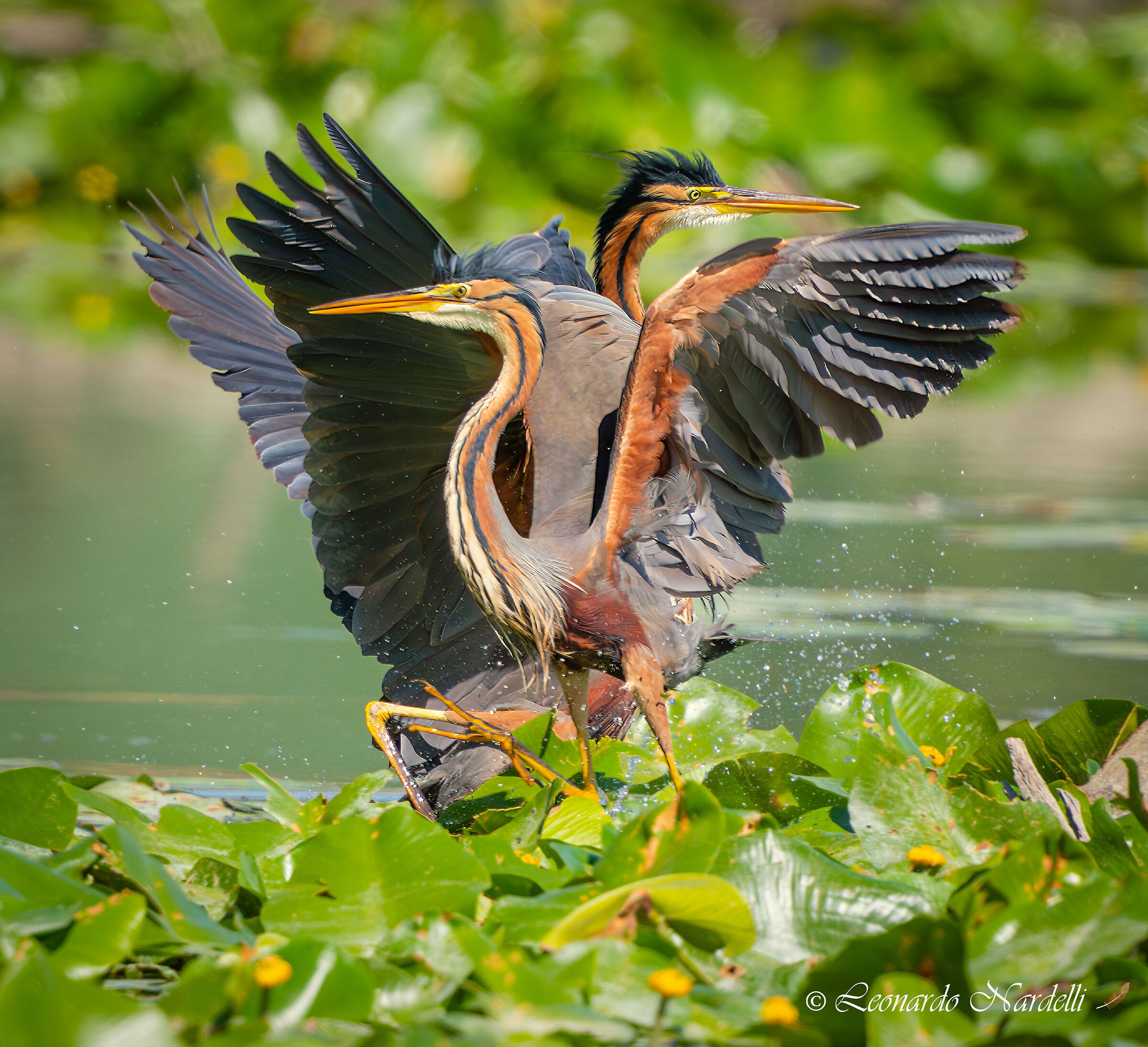 Purple Herons