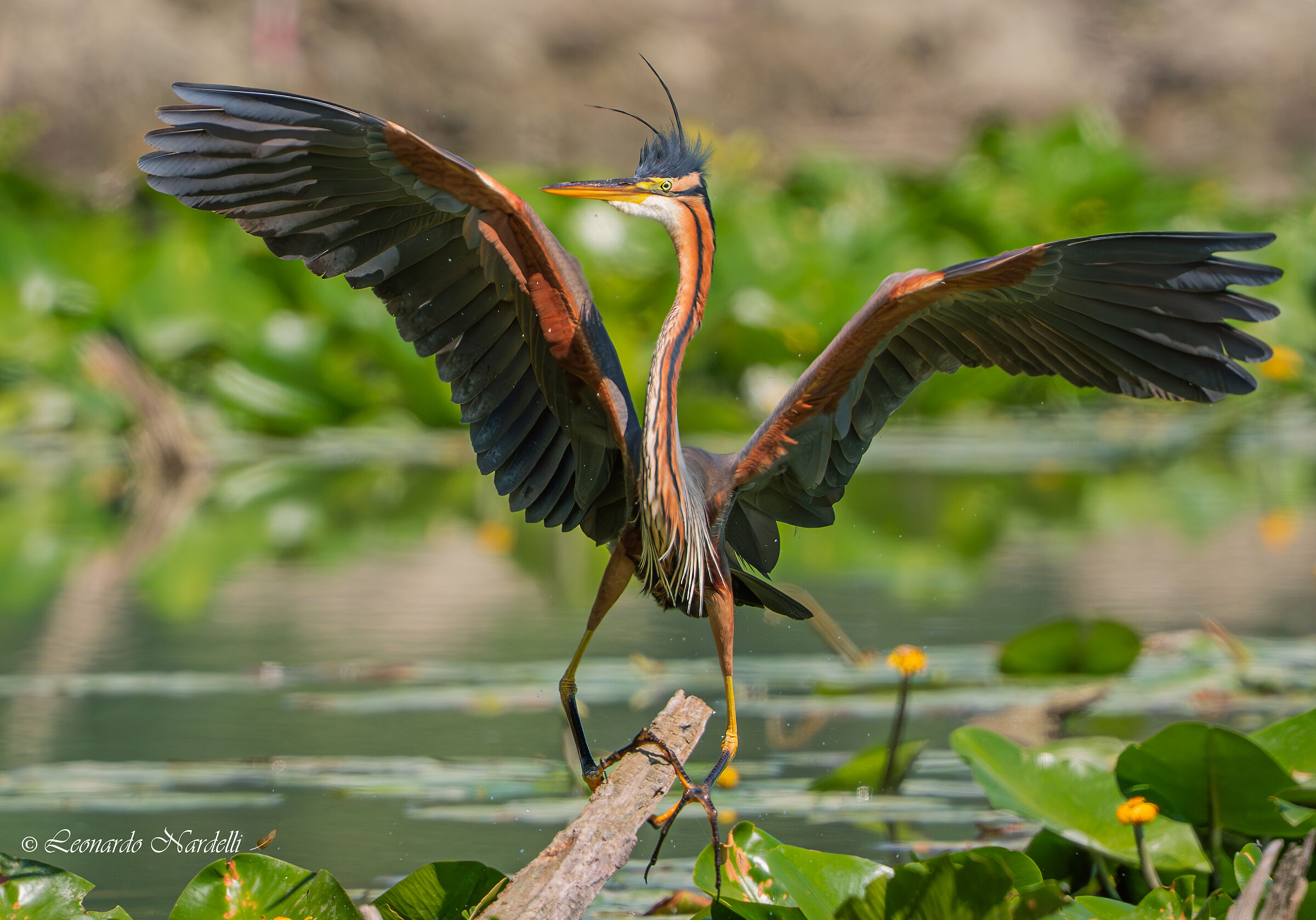 Purple Heron