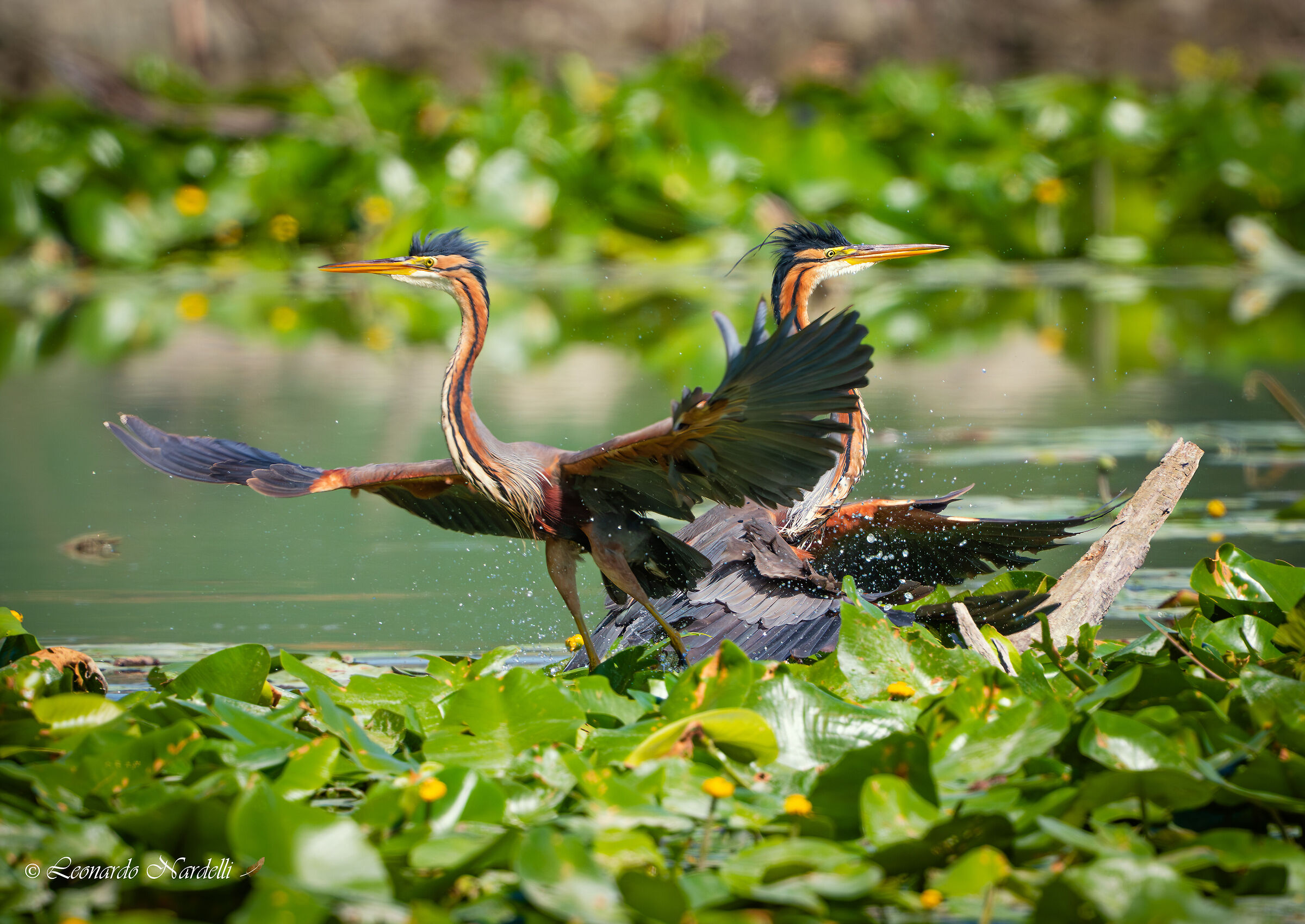 Purple Herons