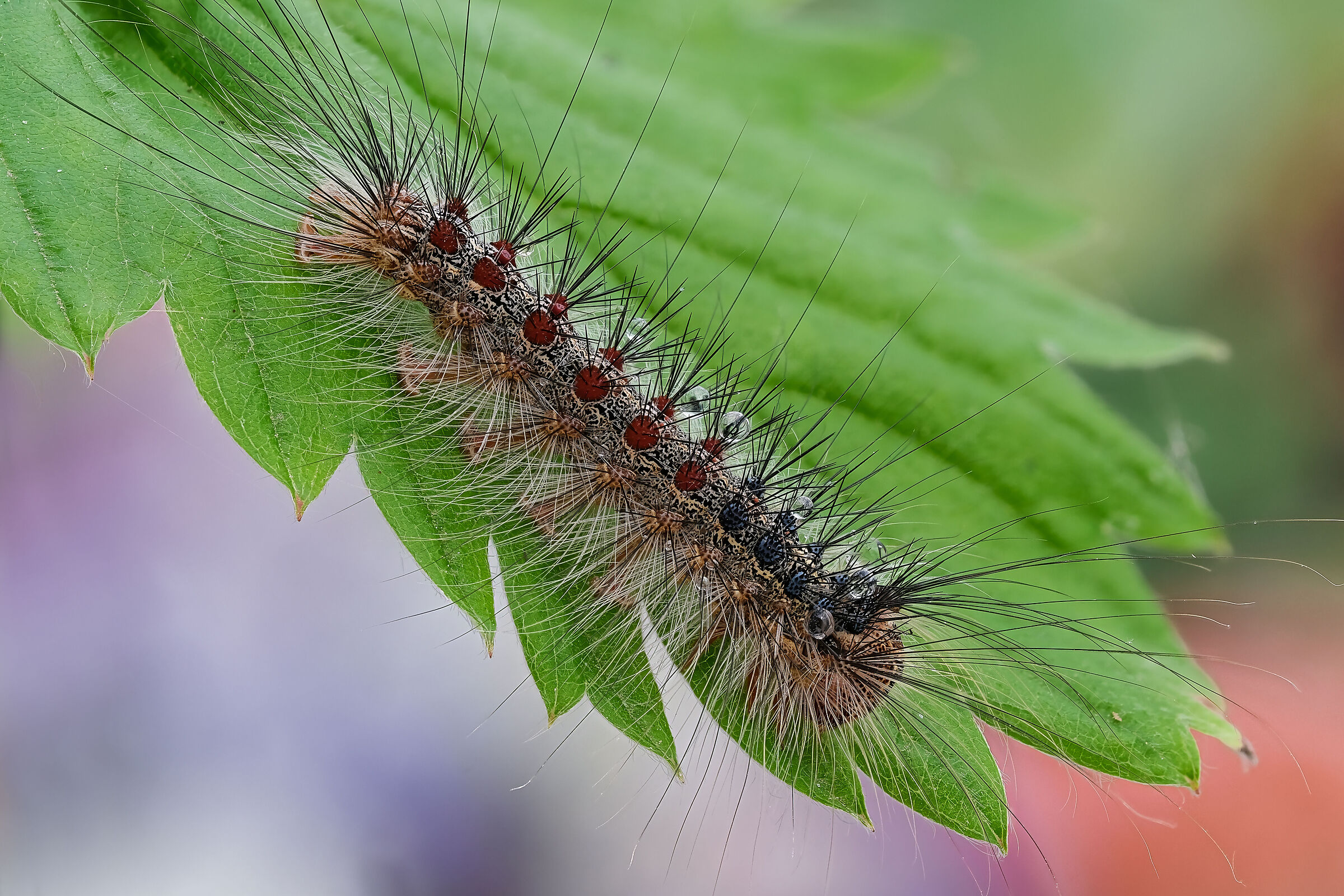 Lymantria dispar