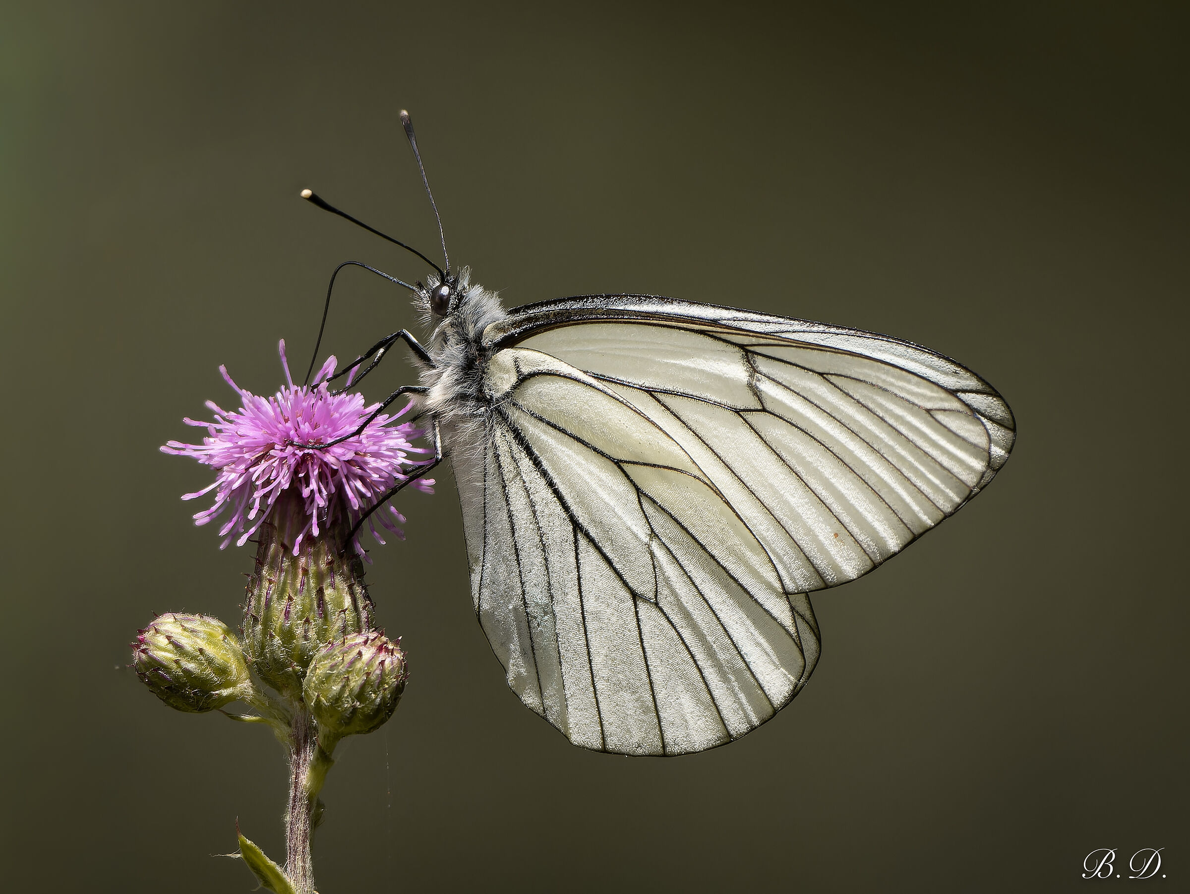 Aporia crataegi