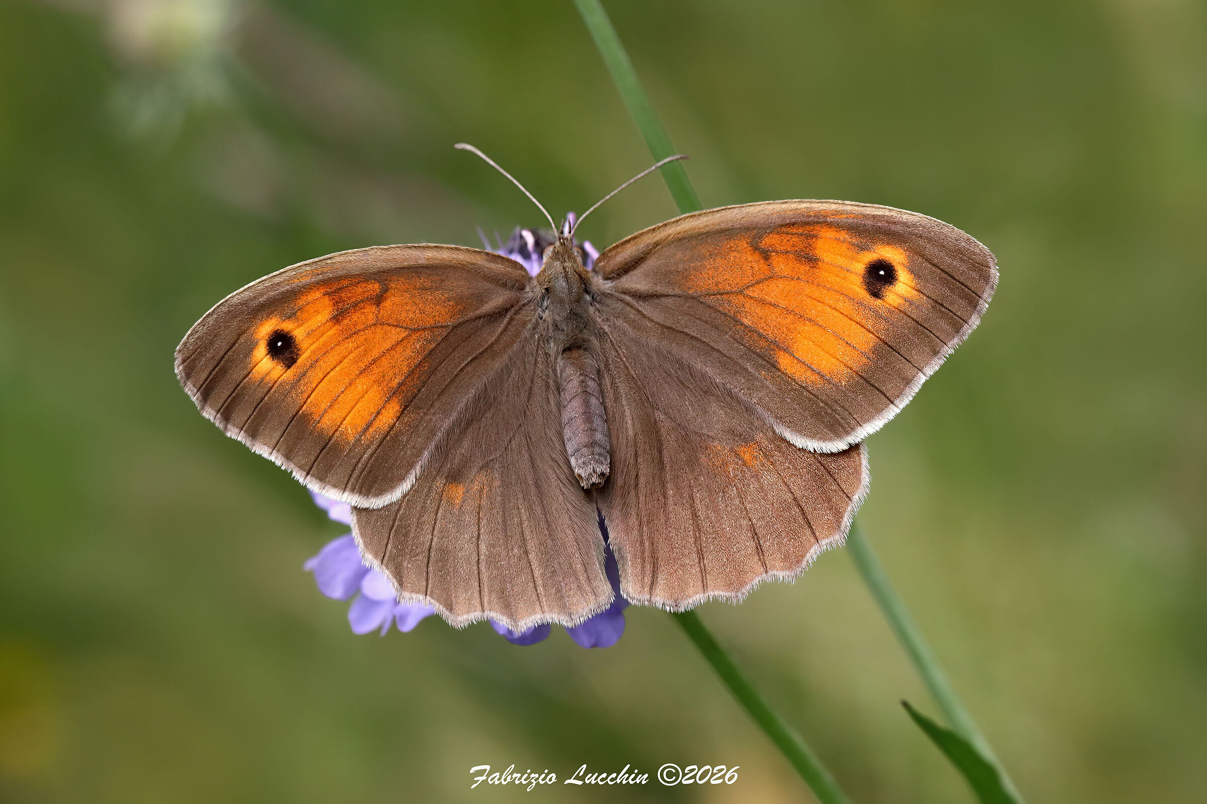Maniola jurtina (female)
