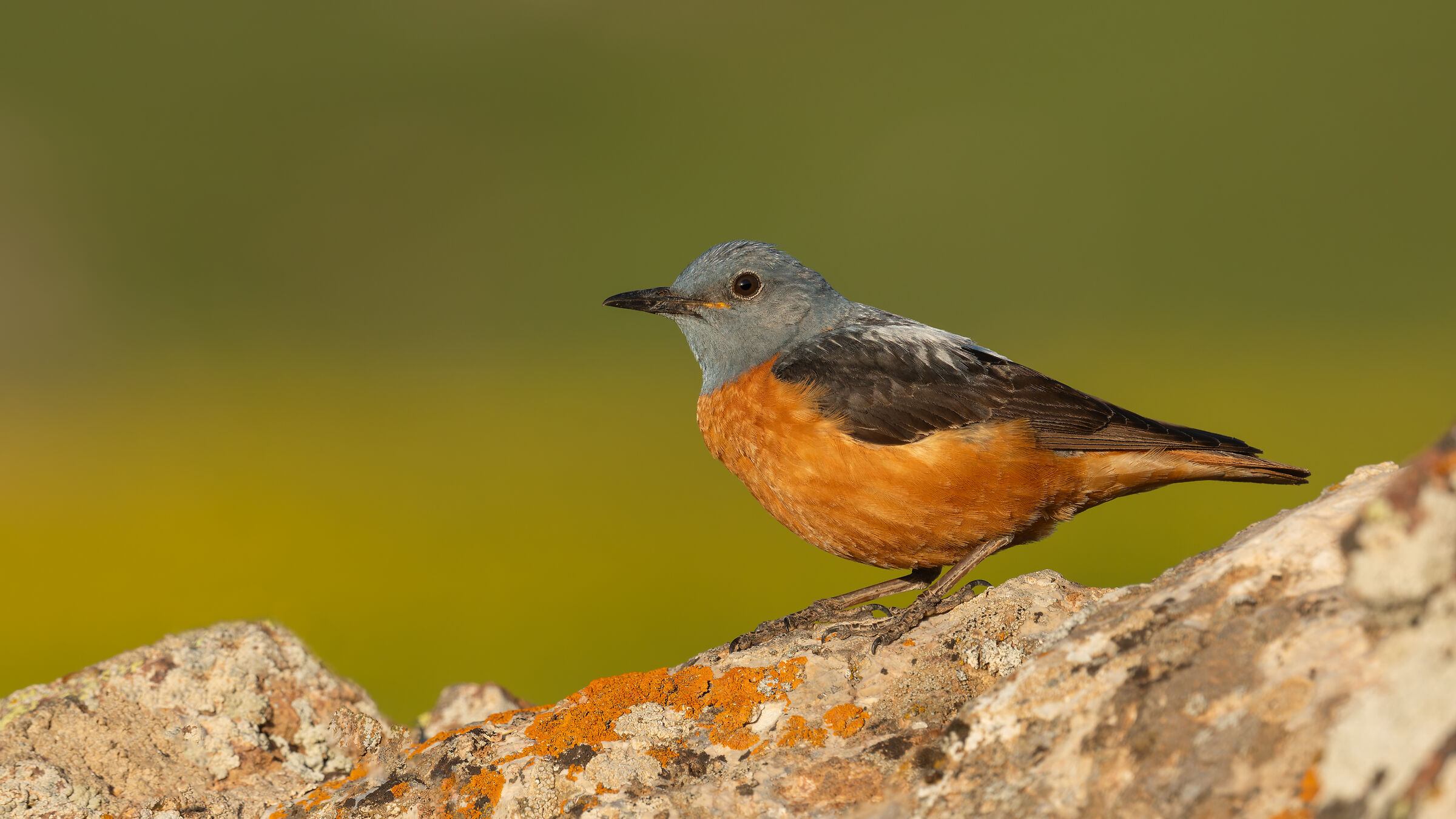 Monticola saxatilis » Common Rock Thrush