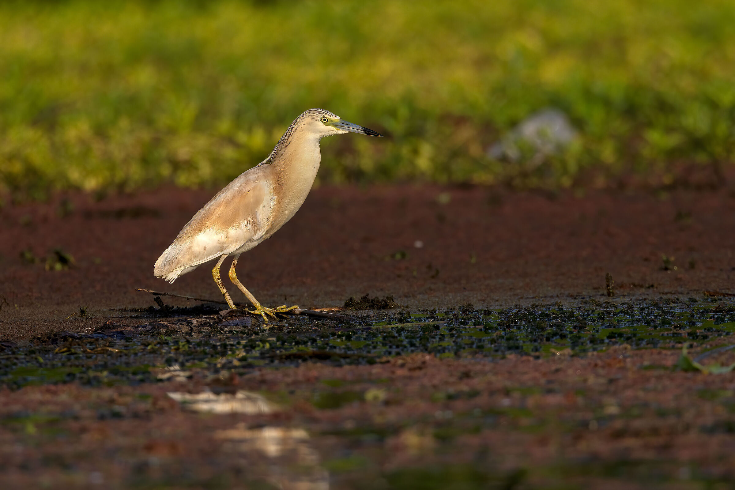 Sgarza ciuffetto alle prime luci