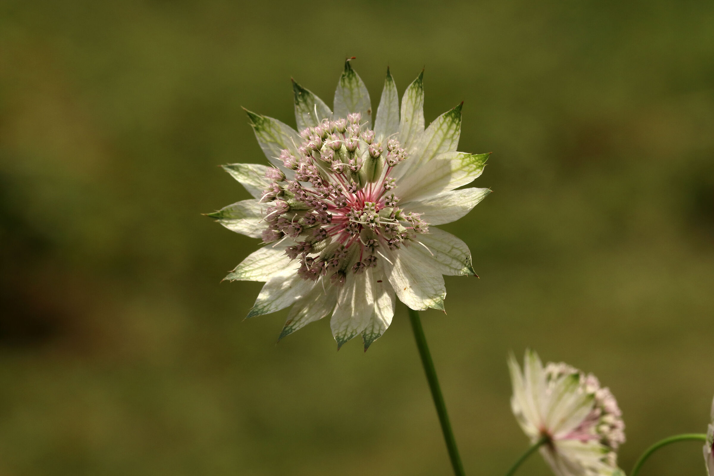 astrantia major