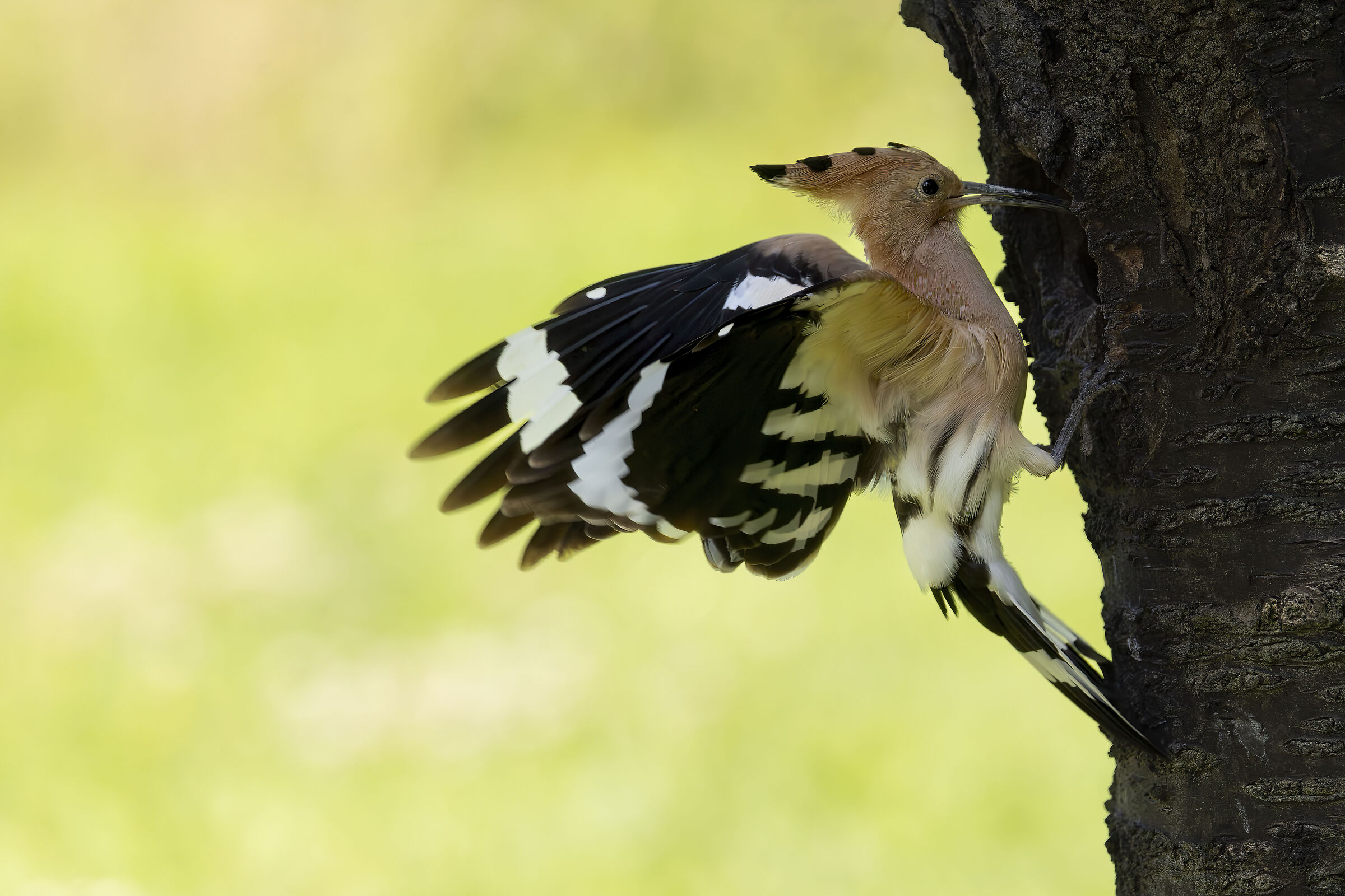 hoopoe