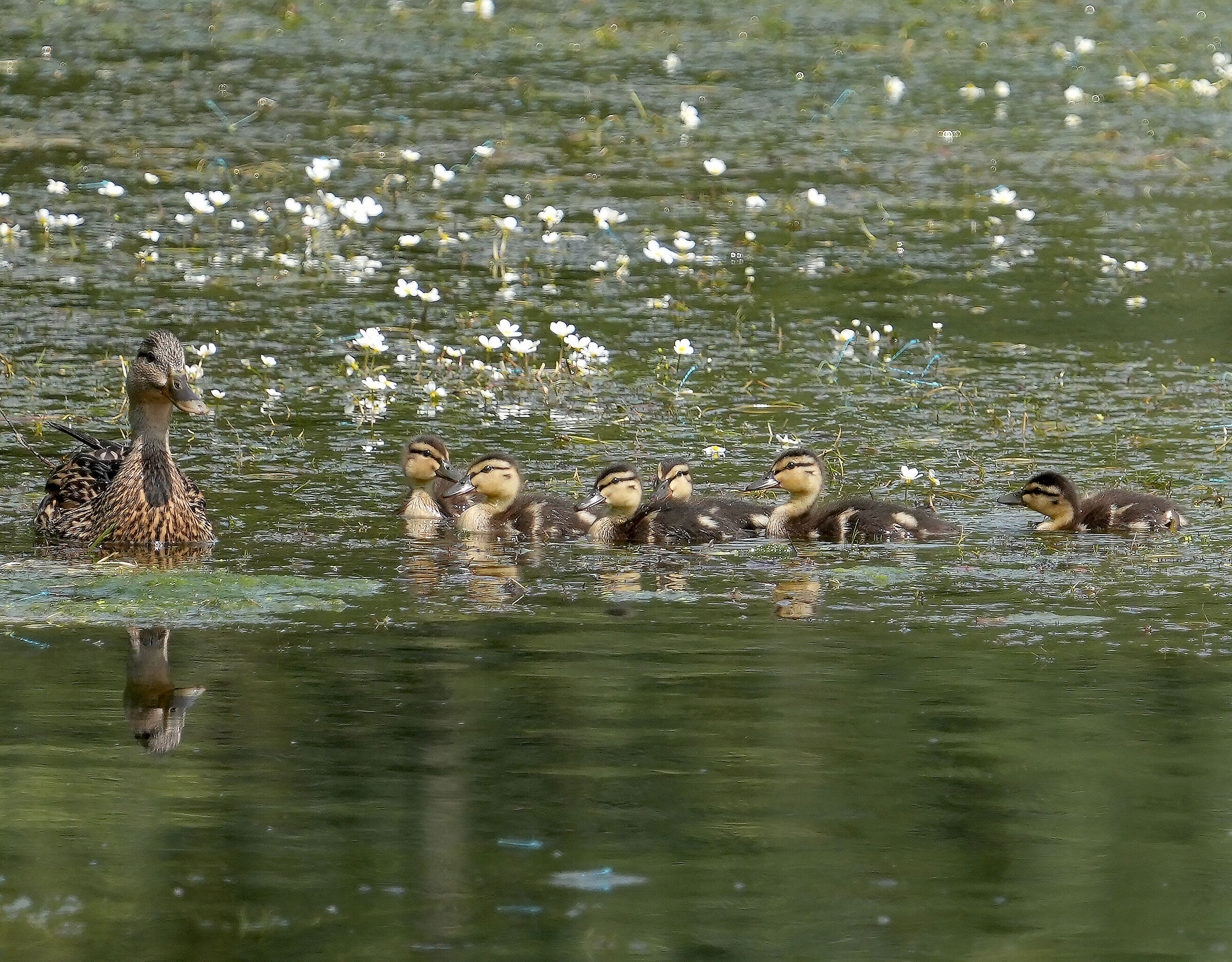 Ducklings