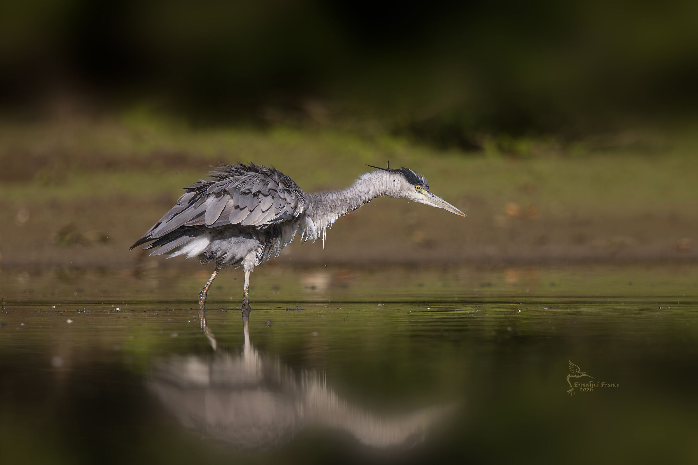 Grey Heron