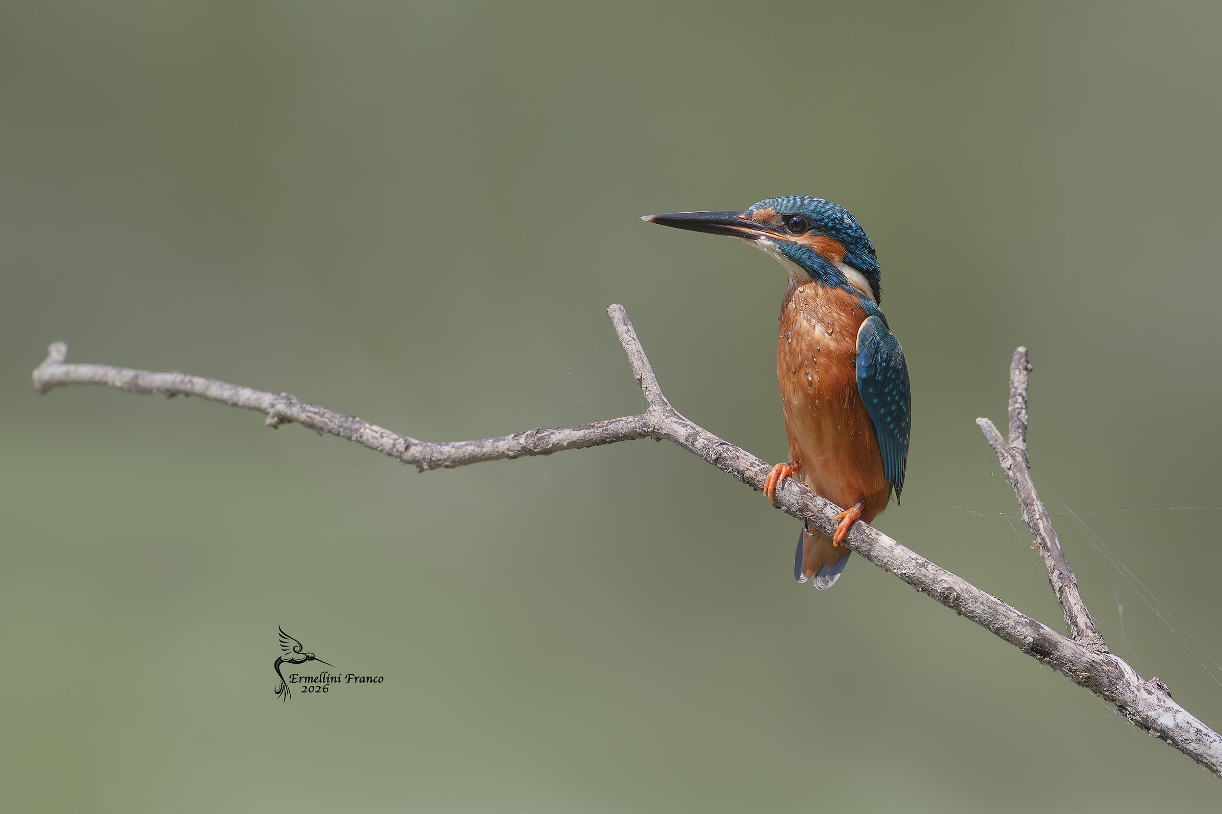 Kingfisher