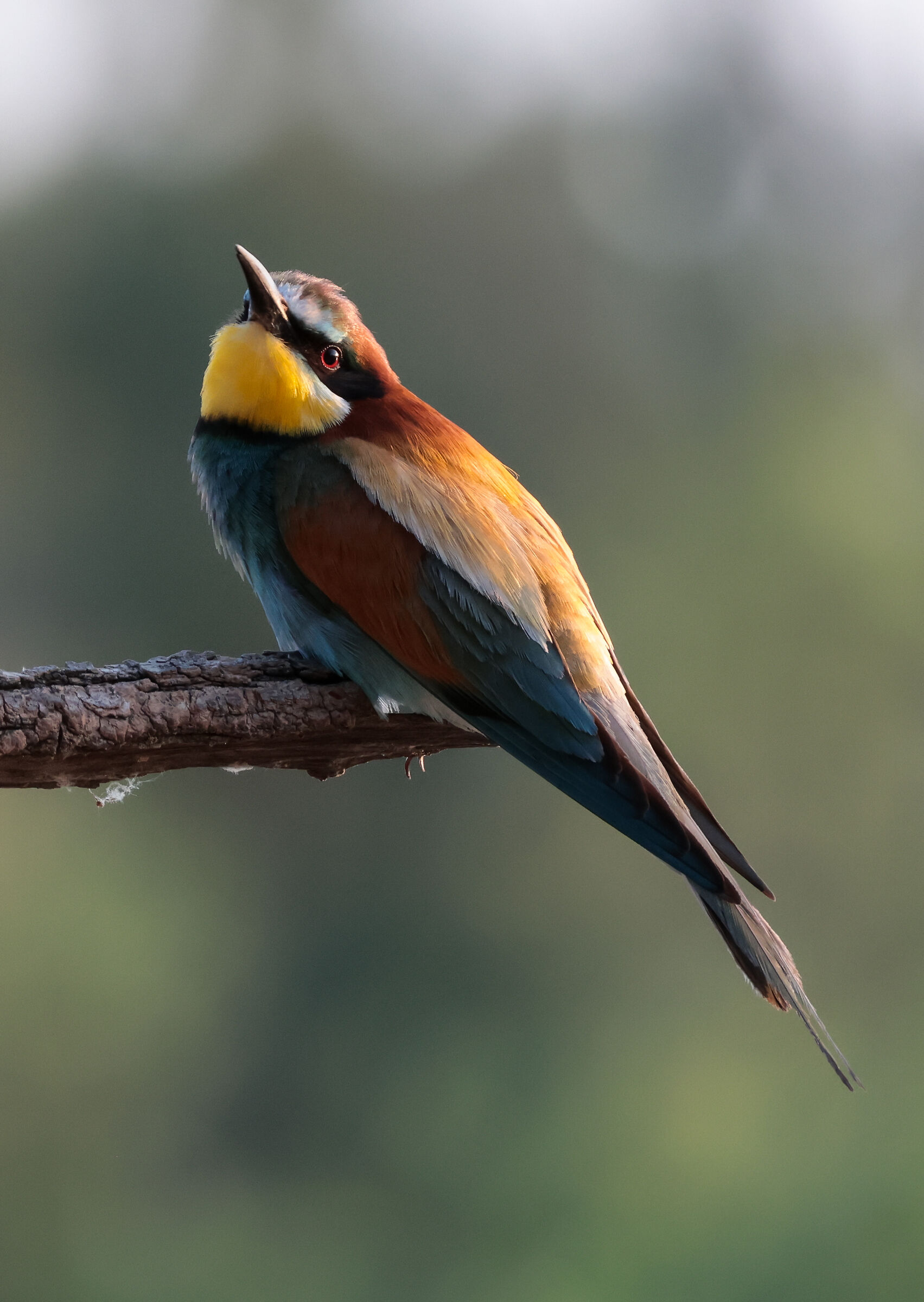 Bee-eater