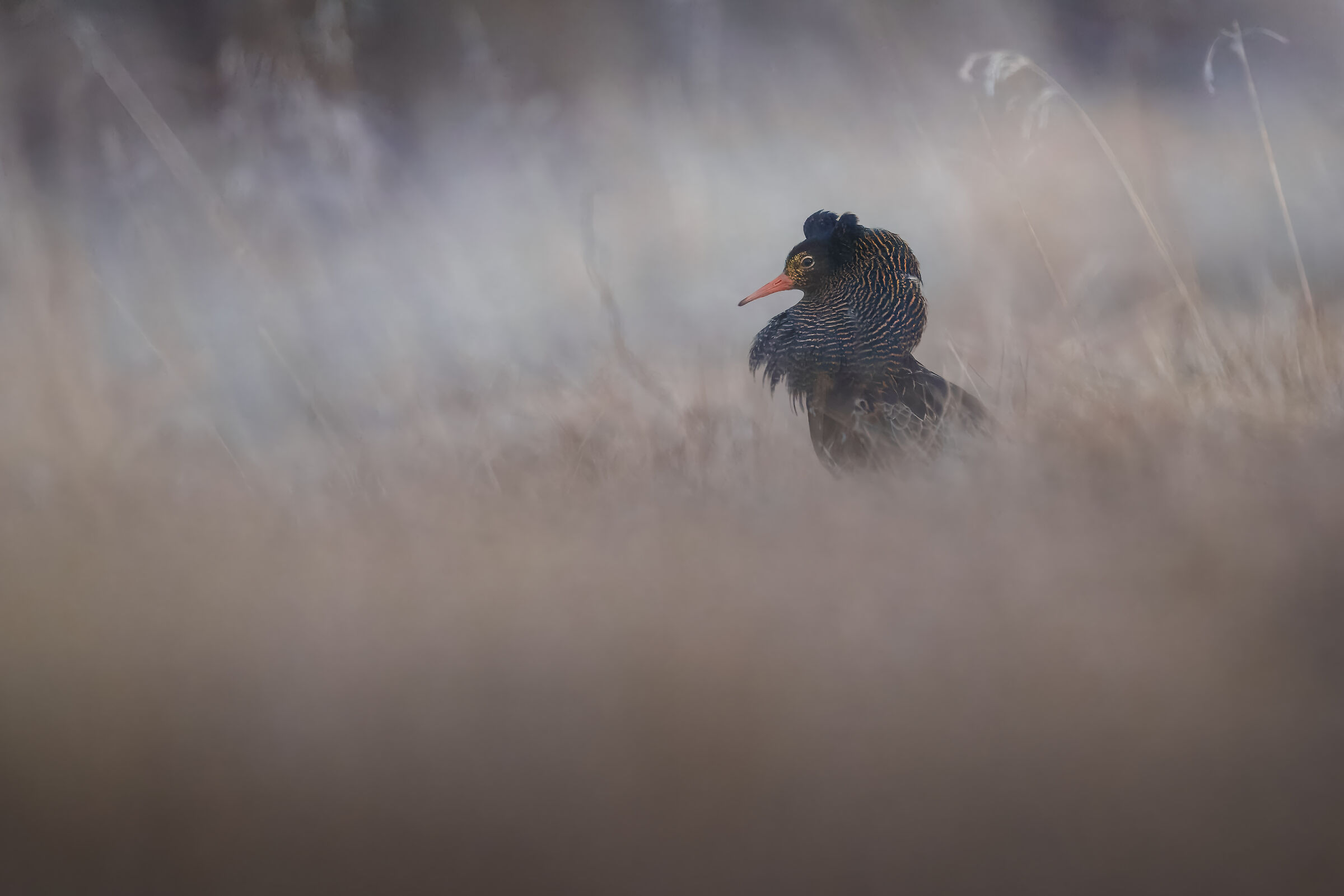Fighter in the grass