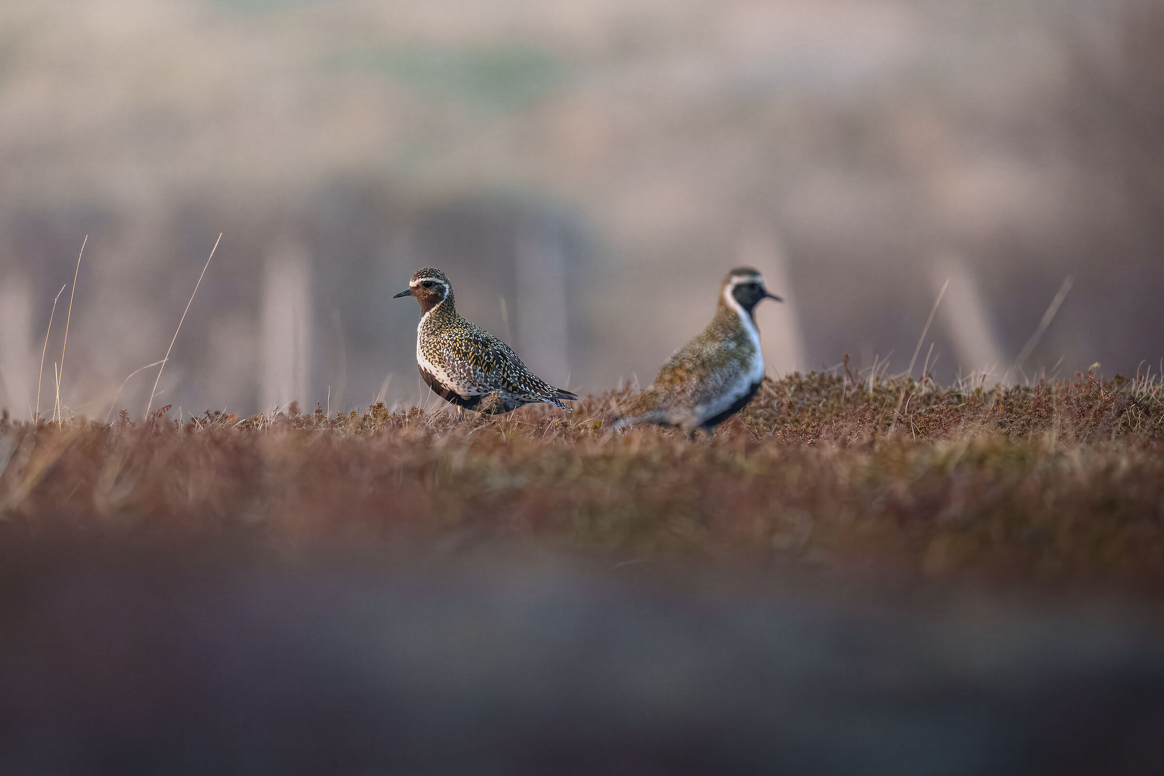 Pair of golden plovers