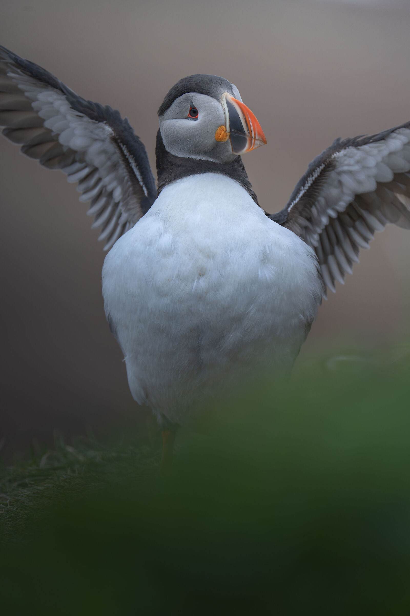 Puffin