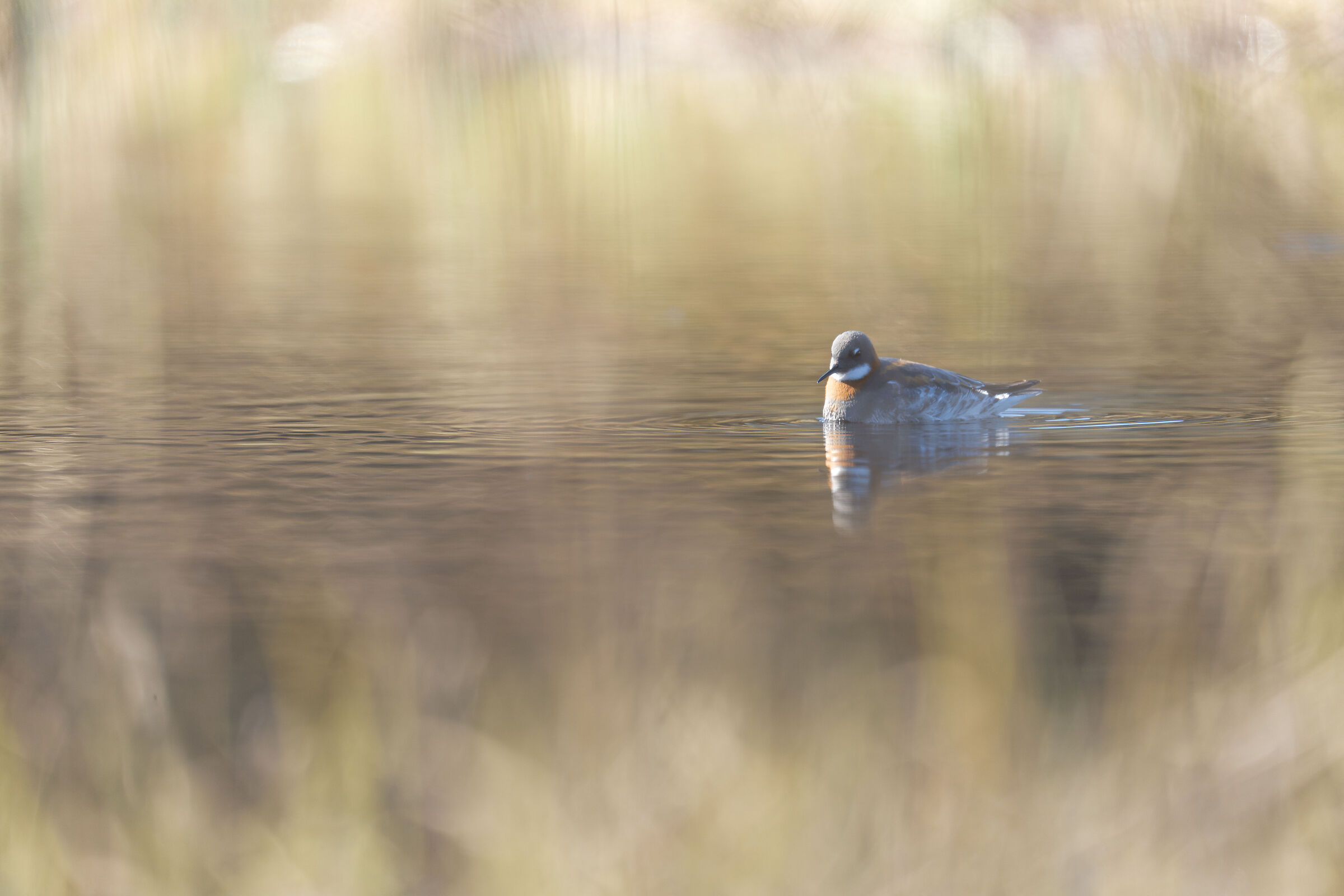 Thin-billed phalarope set
