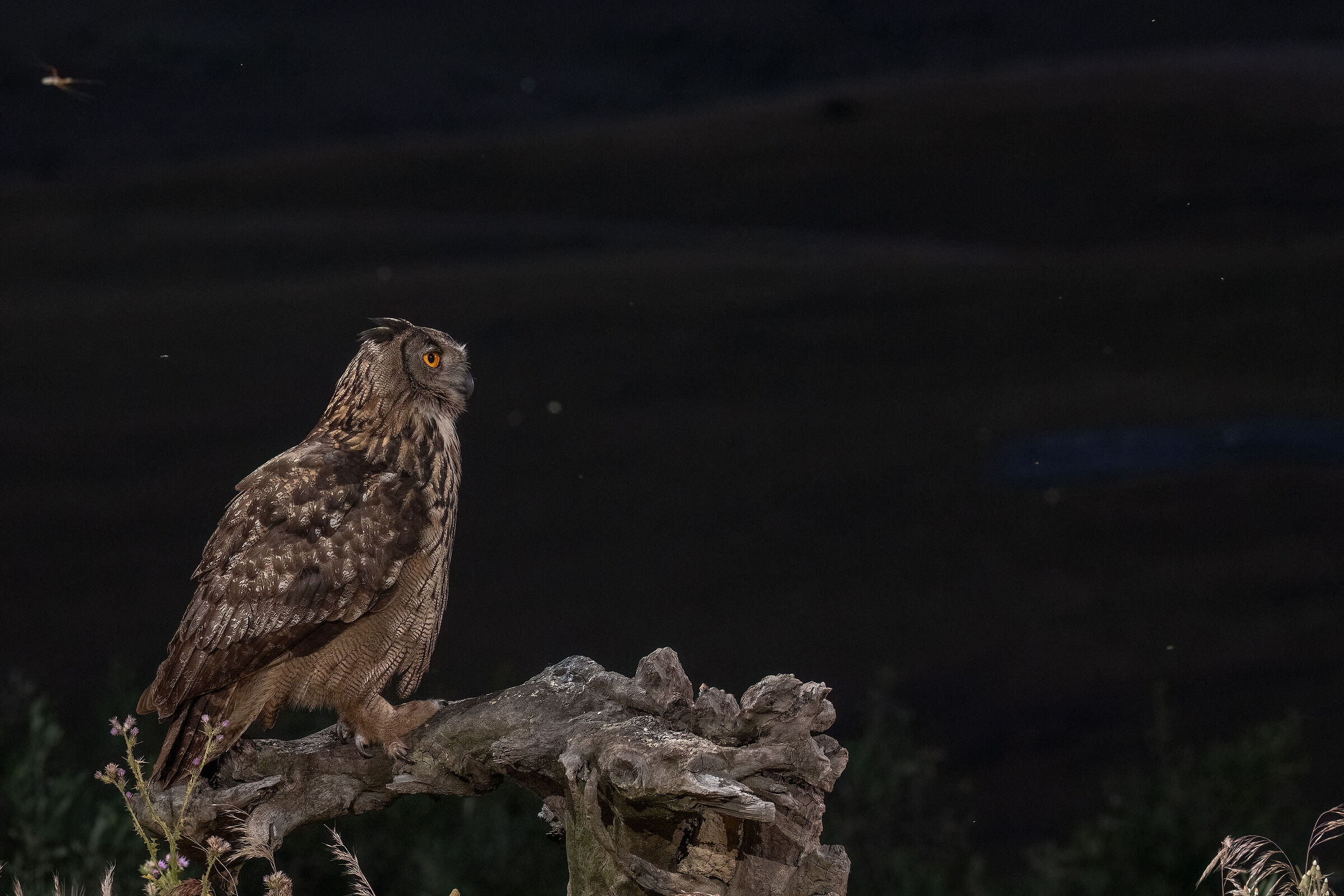 Eagle Owl Set