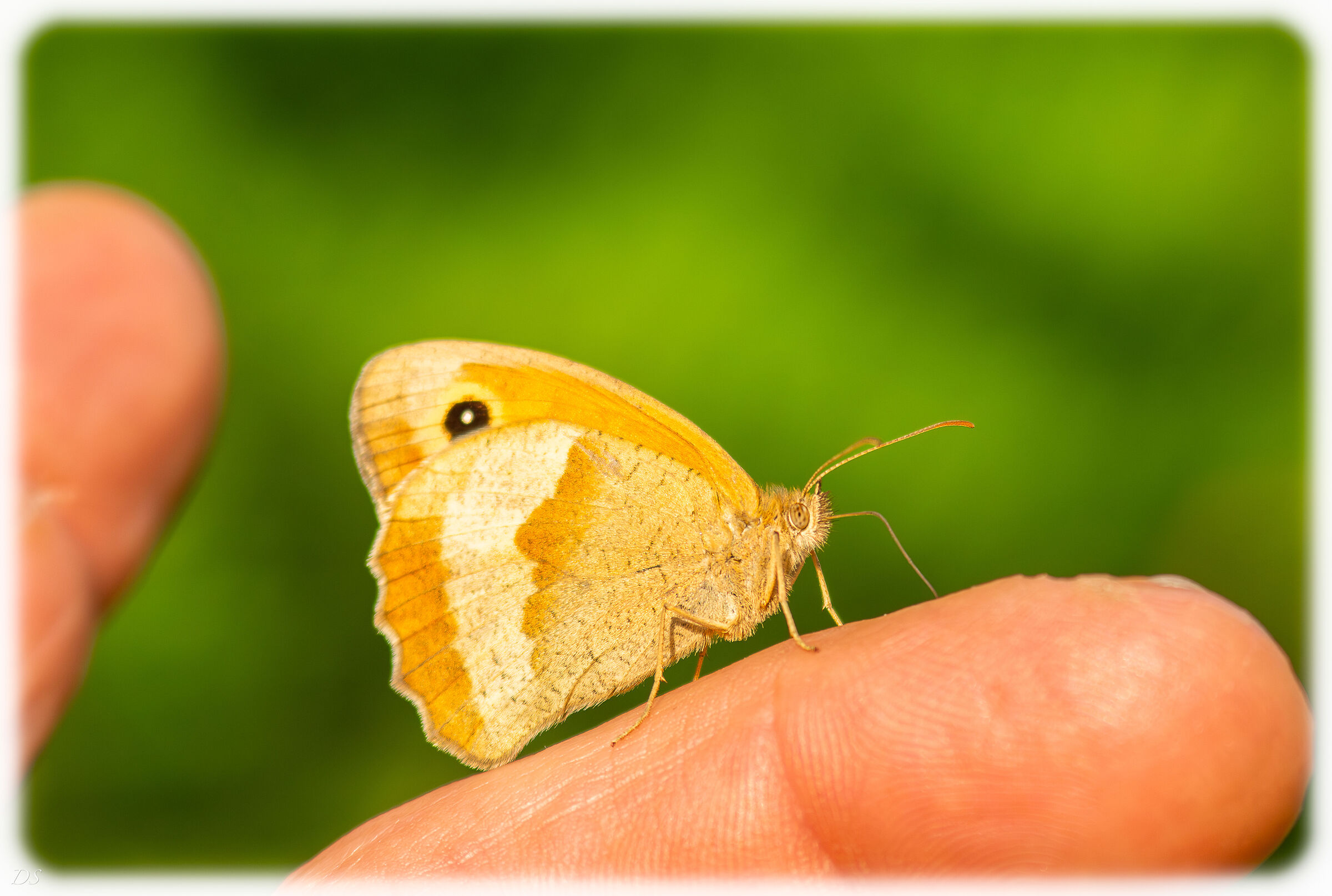 Very friendly butterfly unna (II)