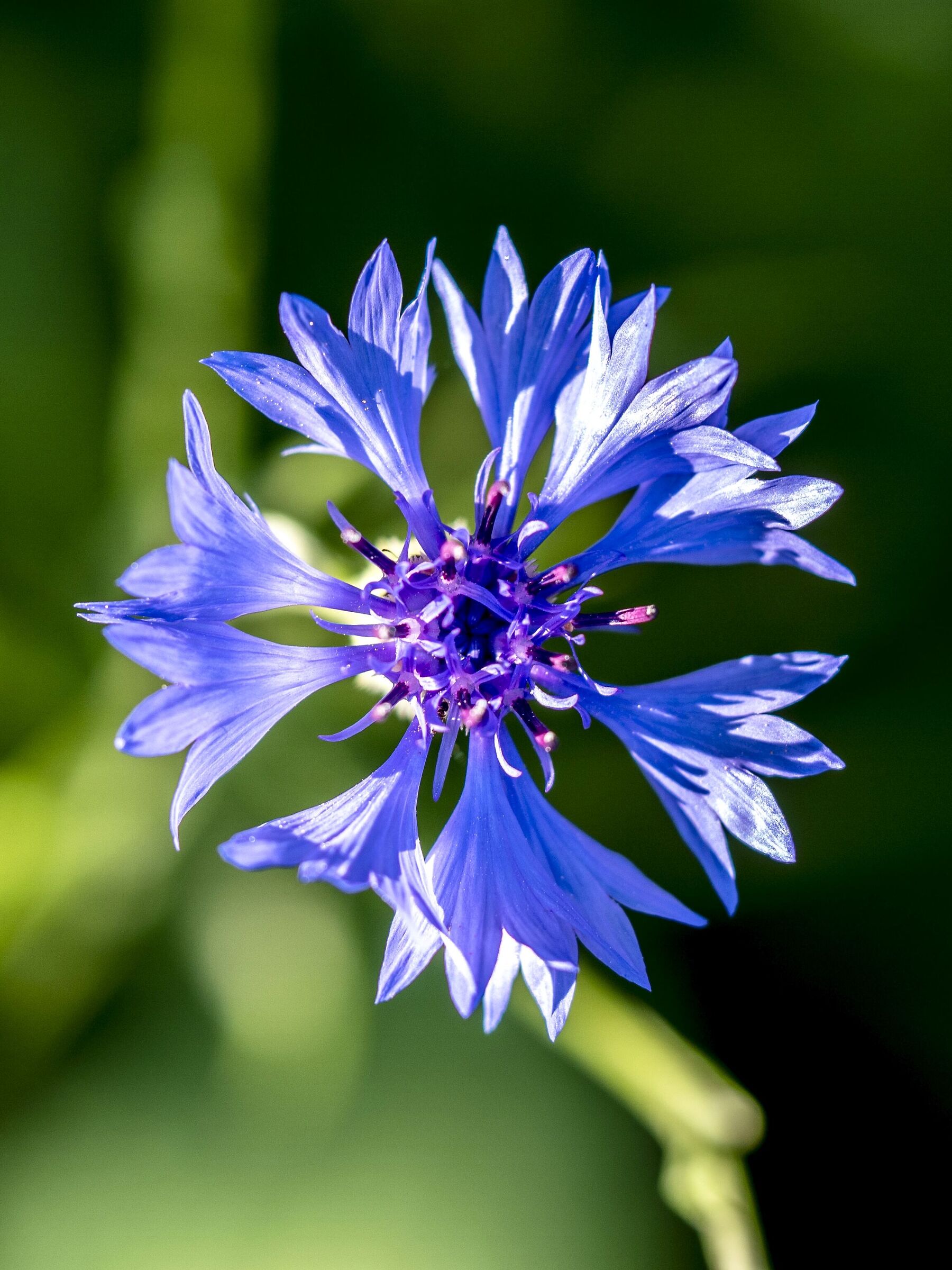 Cornflower