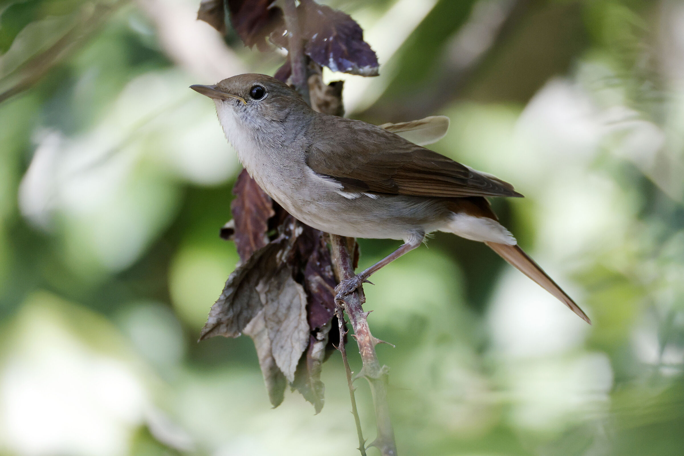 Nightingale