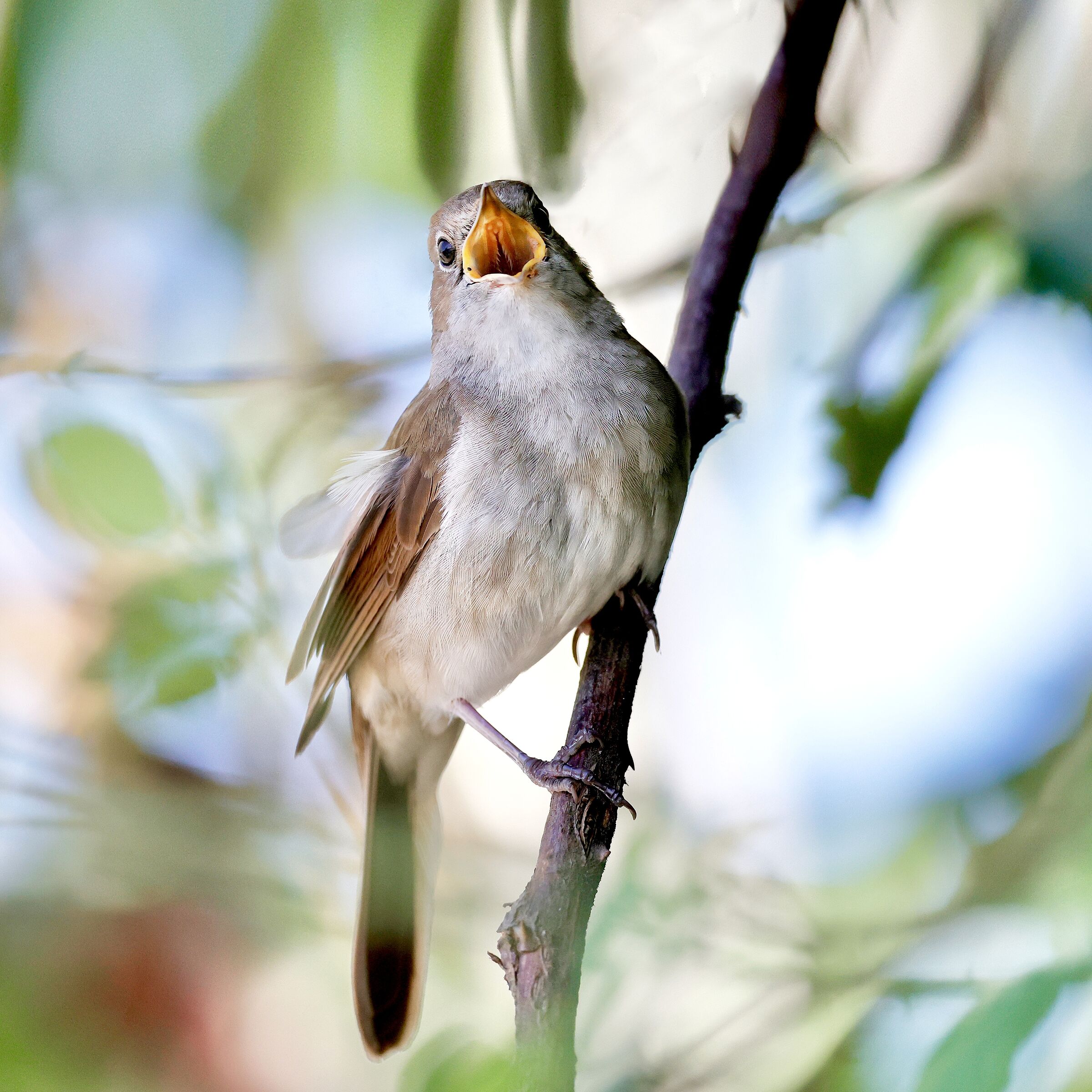 Singing nightingale