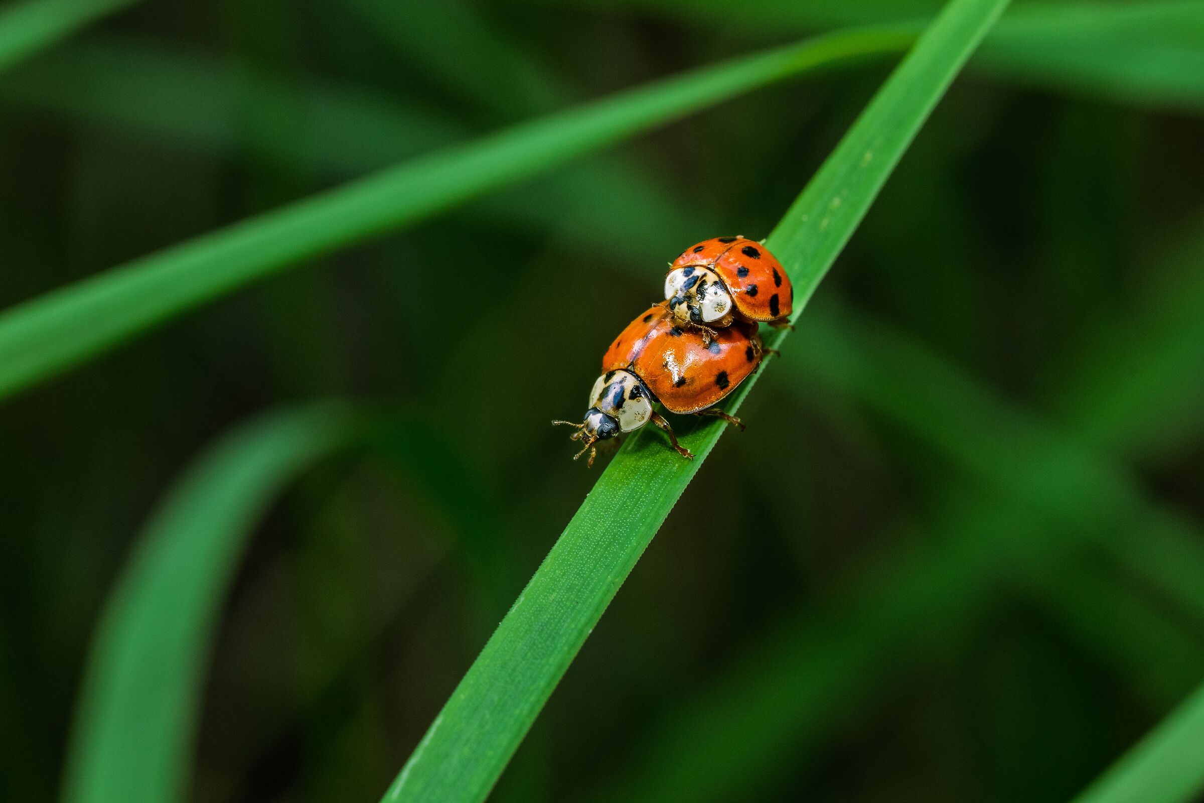 Even ladybugs in their own small way....