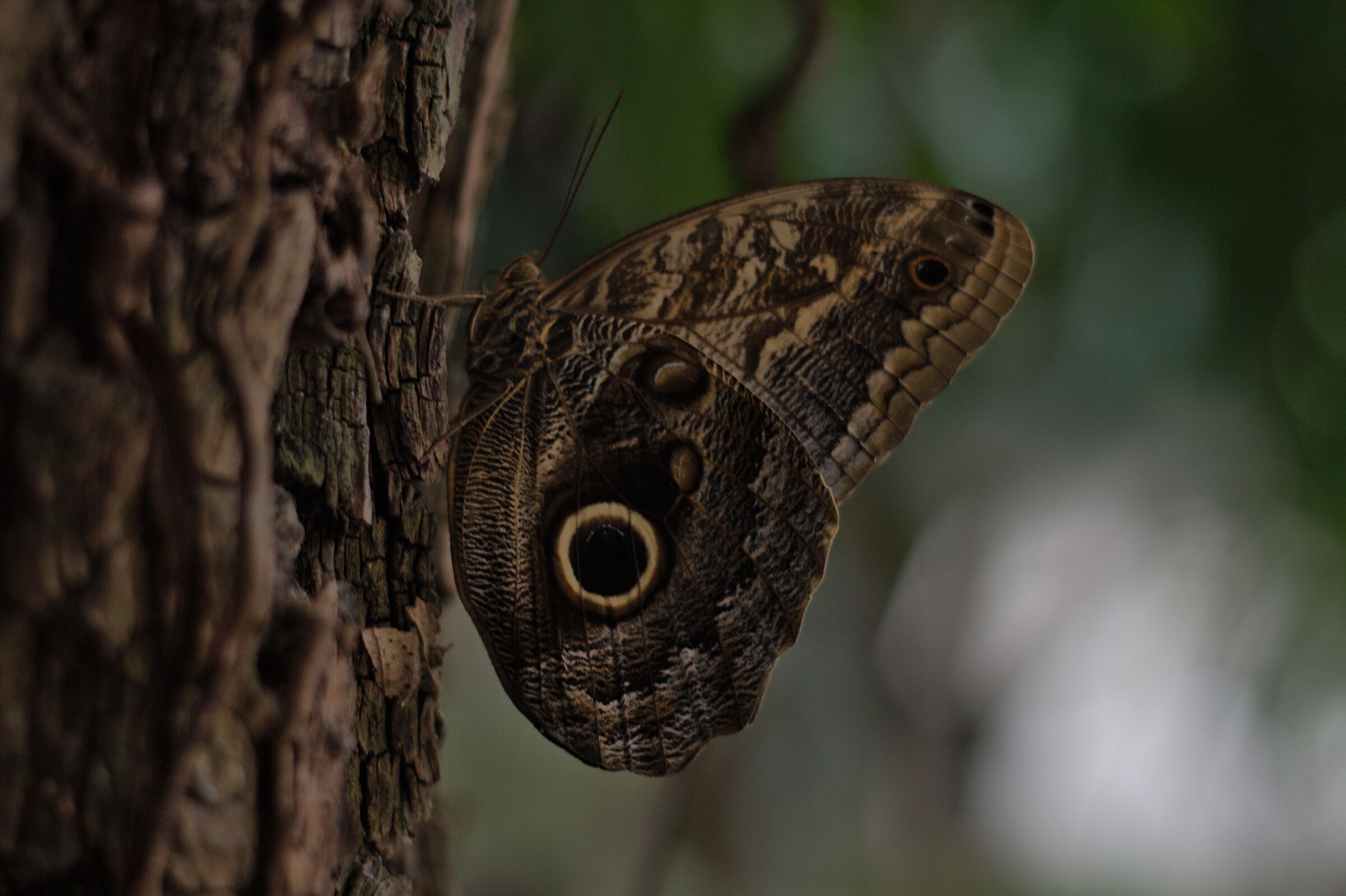 Caligo eurilochus