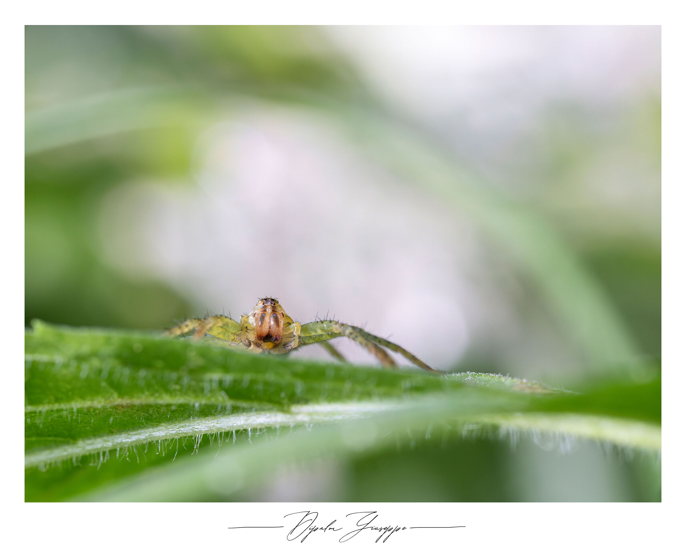 Dolomedes fimbriatus
