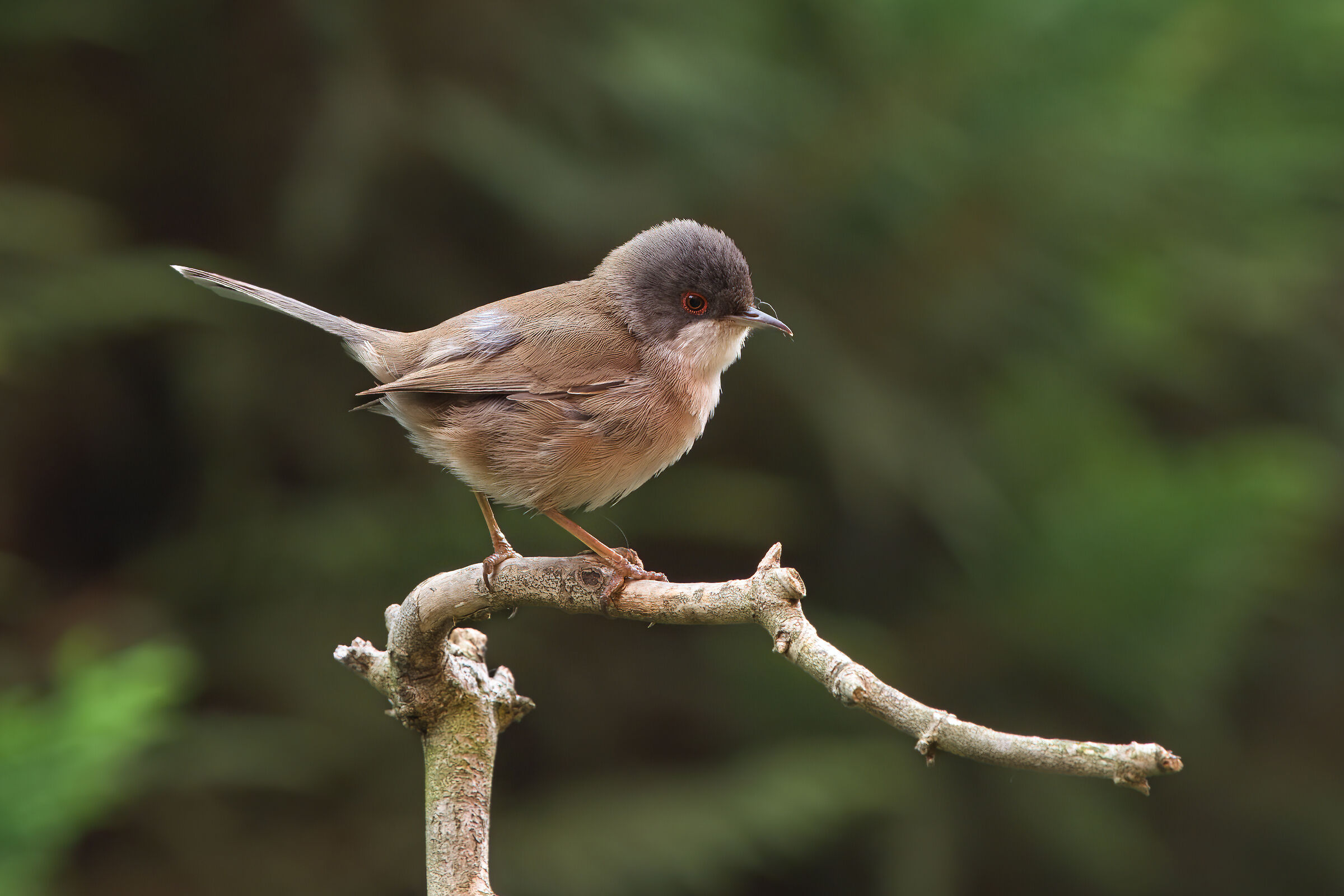 Occhiocotto